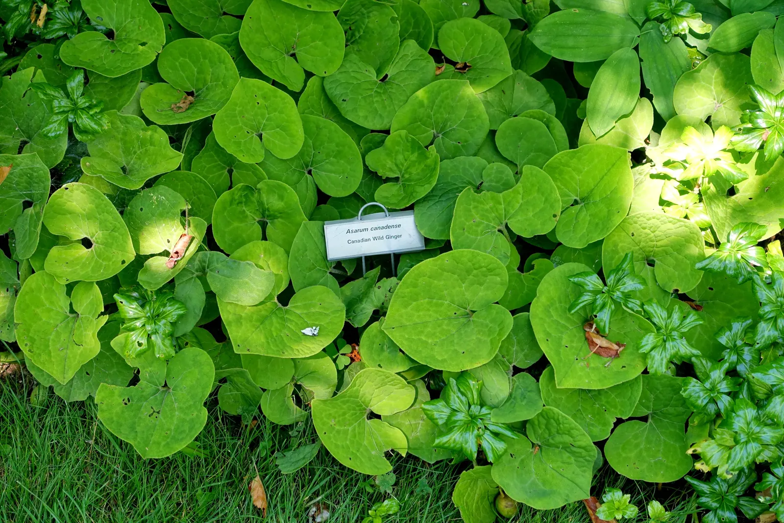 Wild Ginger (Asarum Canadense) — where its roots were utilized as a ginger substitute; typically reaching only 6 to 12 inches in height with a, image 104