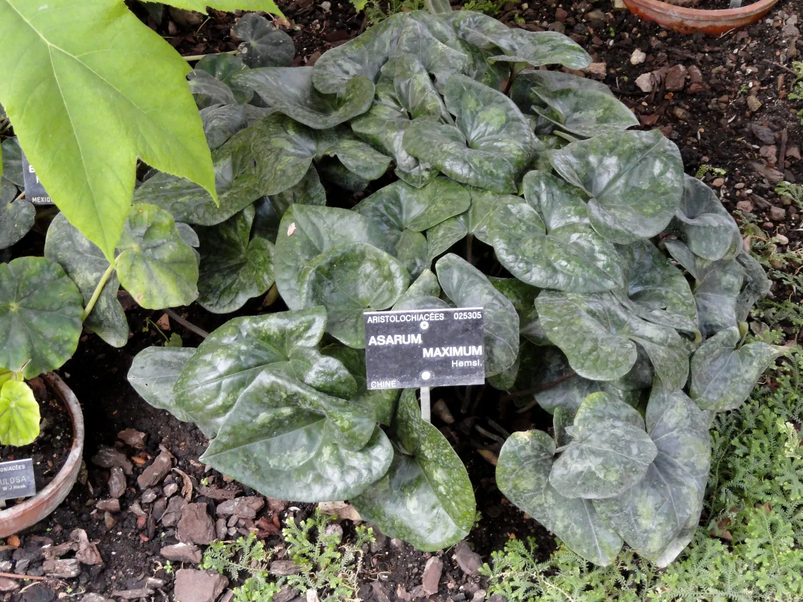 Wild Ginger (Asarum Canadense) — making it an exemplary choice for naturalistic and shade garden designs; when planting, space the rhizomes, image 51