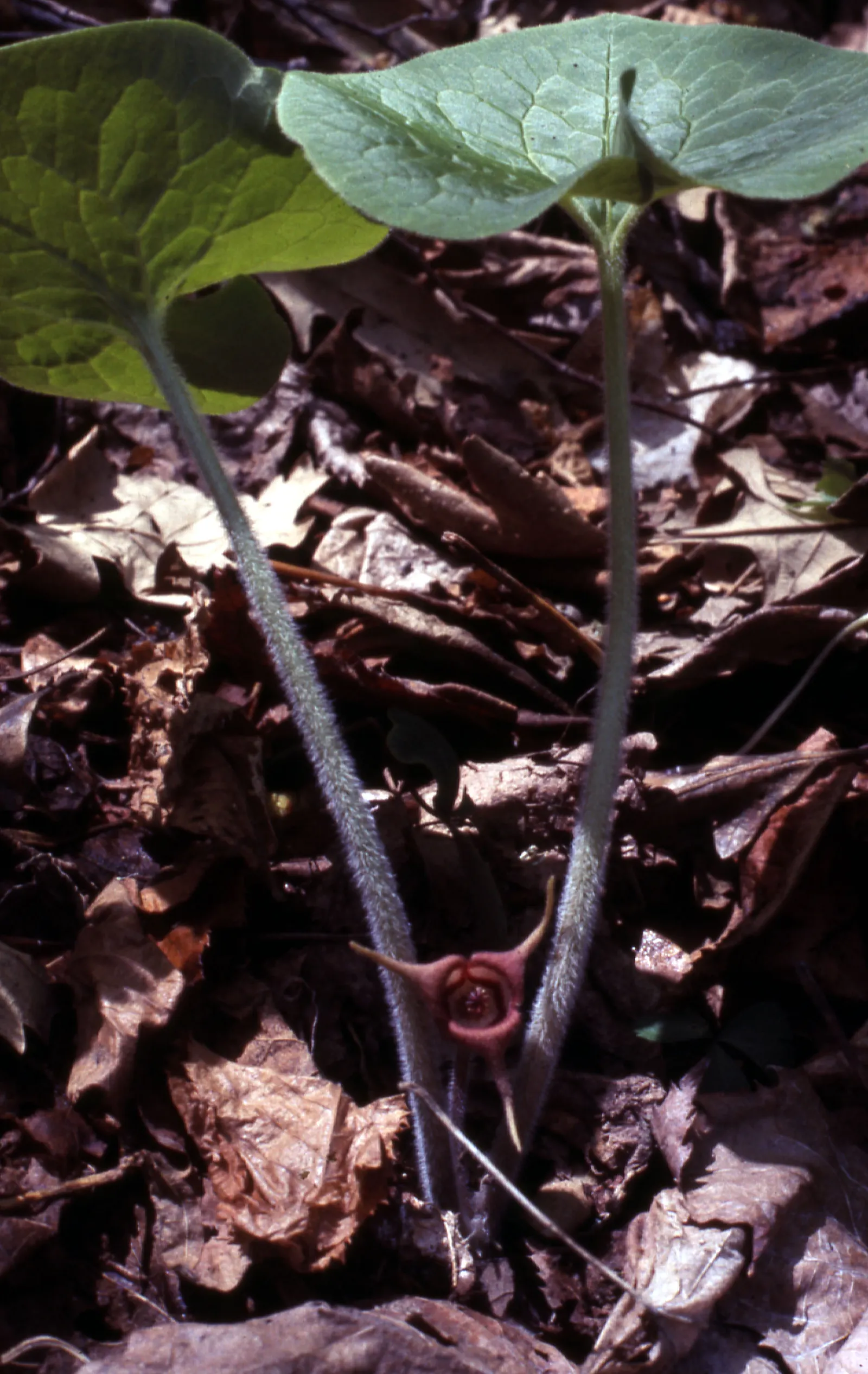 Wild Ginger (Asarum Canadense) — Growing to 6 inches tall, it thrives in shade to part-shade and prefers moist, rich soil; typically reaching only, image 44