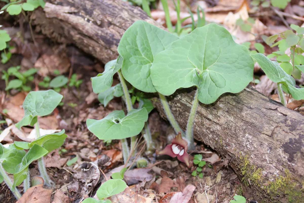 Wild Ginger (Asarum Canadense) — commonly known as Wild Ginger