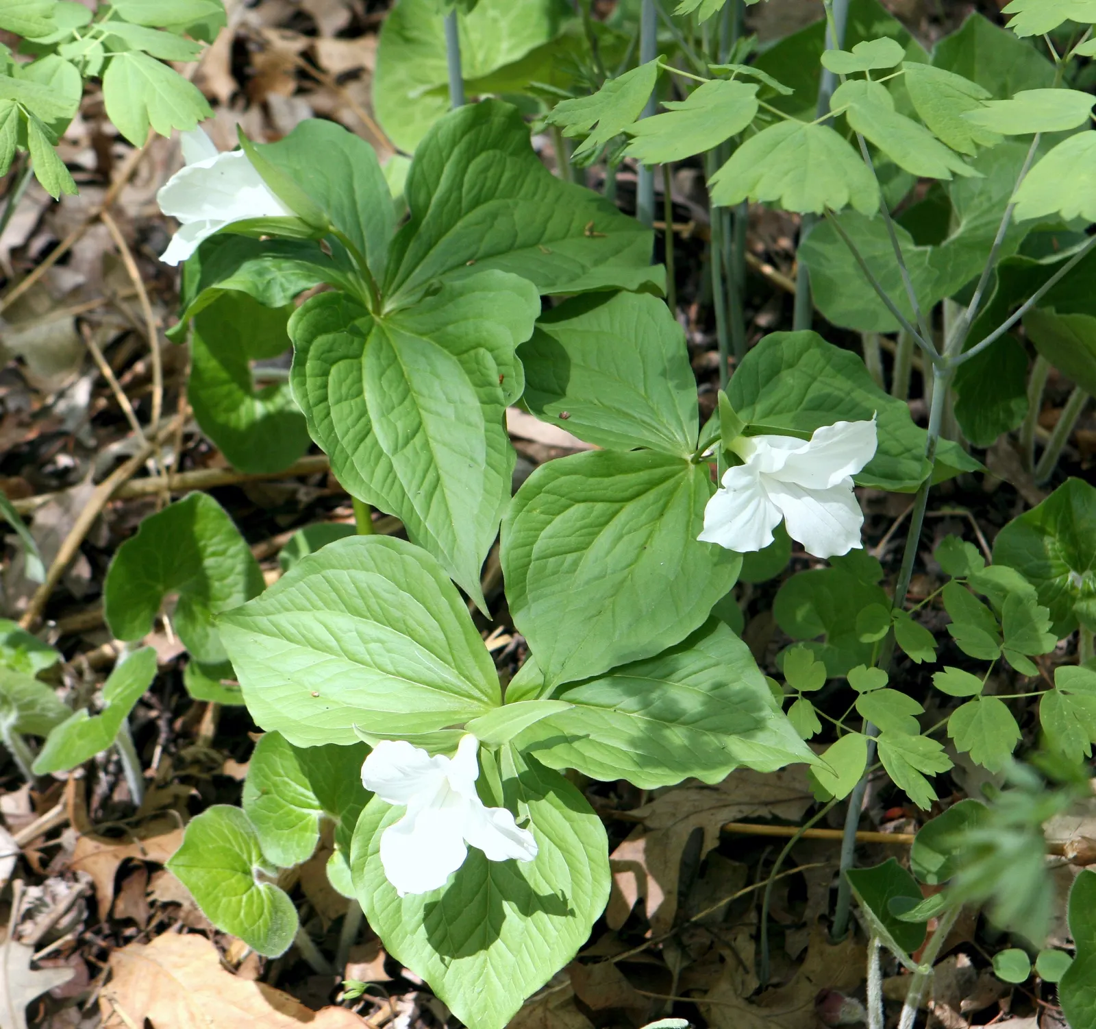 Wild Ginger (Asarum Canadense) — Its rootstock emits a ginger-like fragrance, hence the name; typically reaching only 6 to 12 inches in height with, image 68