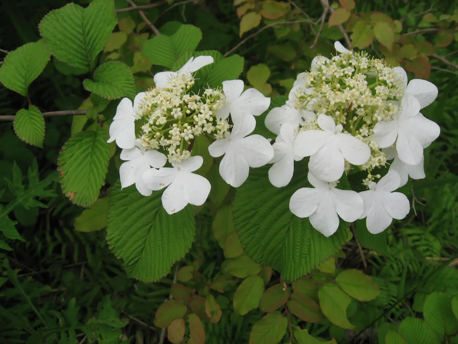 Doublefile Viburnum Tree Form) (Viburnum Plicatum Tomentosum) — slightly acidic to neutral soil