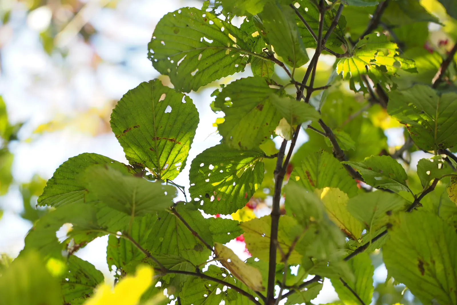 Doublefile Viburnum Tree Form) (Viburnum Plicatum Tomentosum) — enhancing its value in the landscape