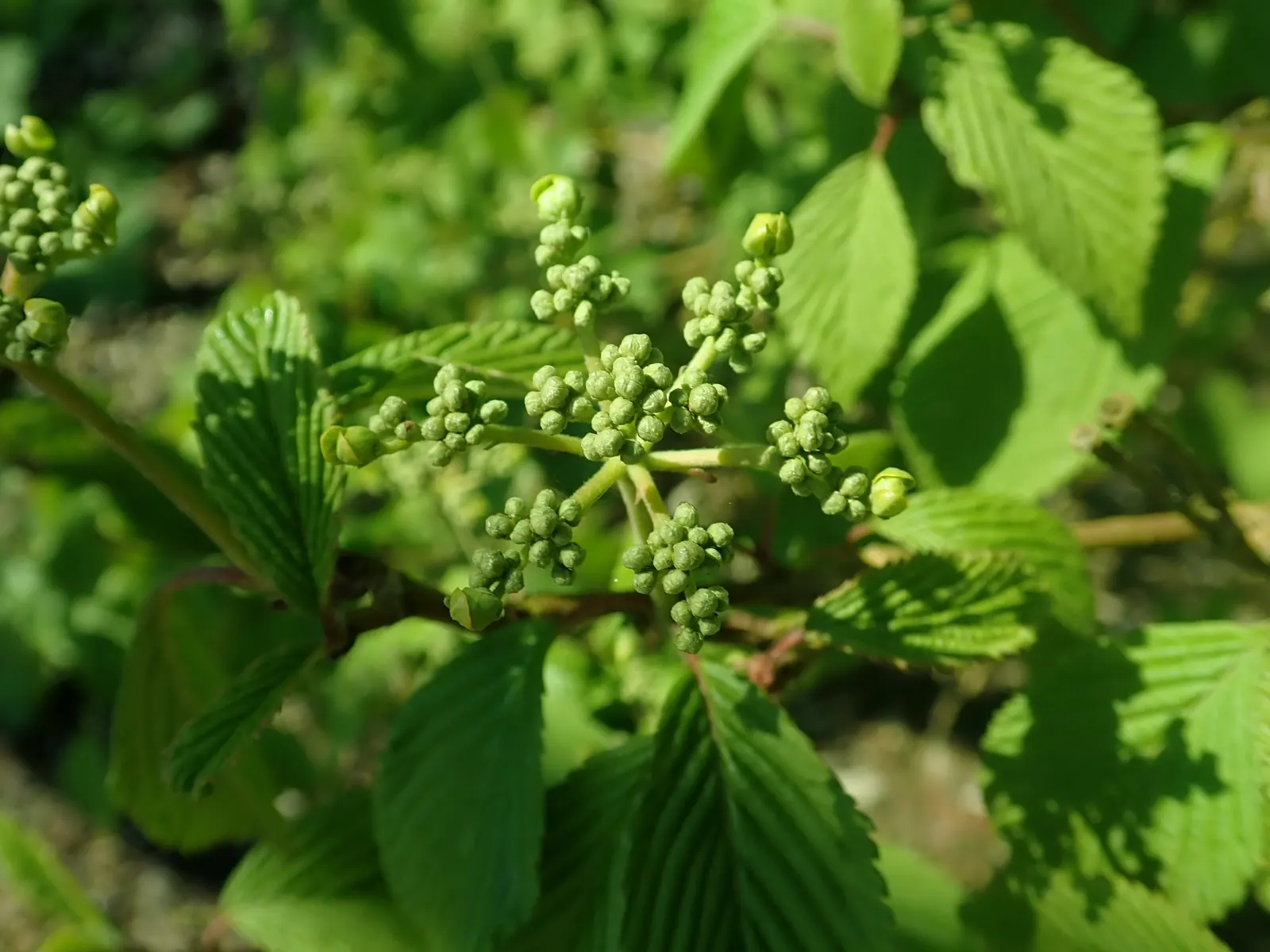 Doublefile Viburnum Tree Form) (Viburnum Plicatum Tomentosum) — or create a stunning backdrop for other plantings