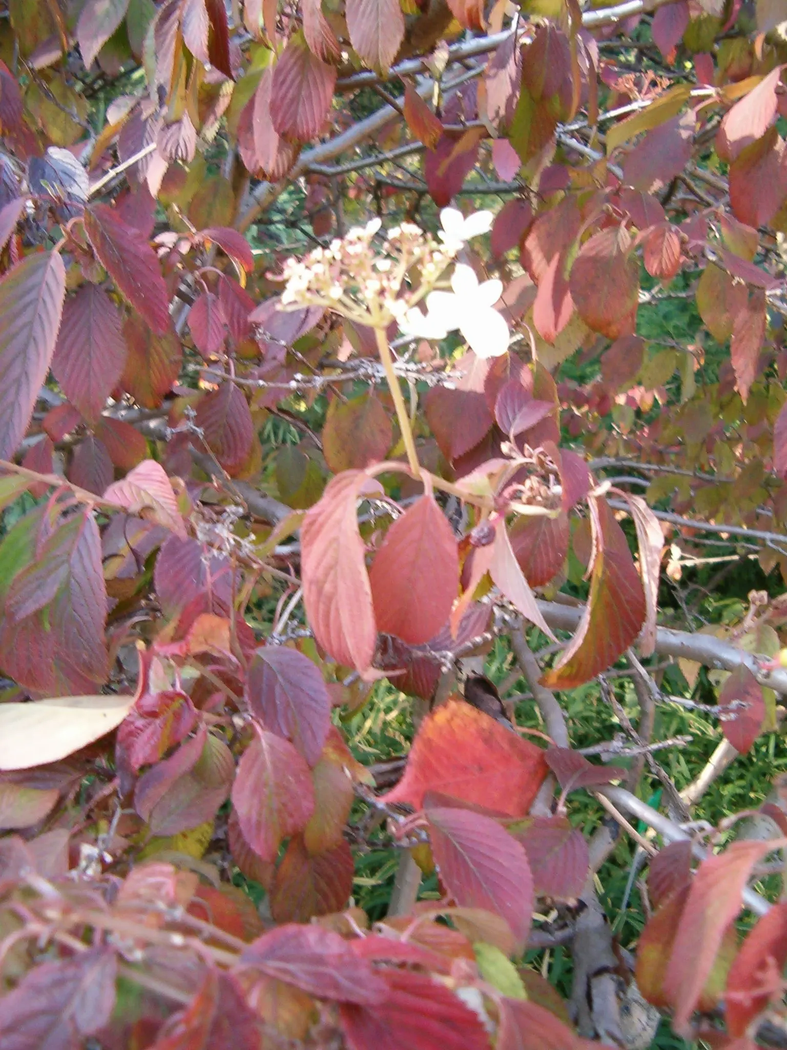 Doublefile Viburnum Tree Form) (Viburnum Plicatum Tomentosum) — providing a dramatic contrast against the dark green leaves which turn a rich