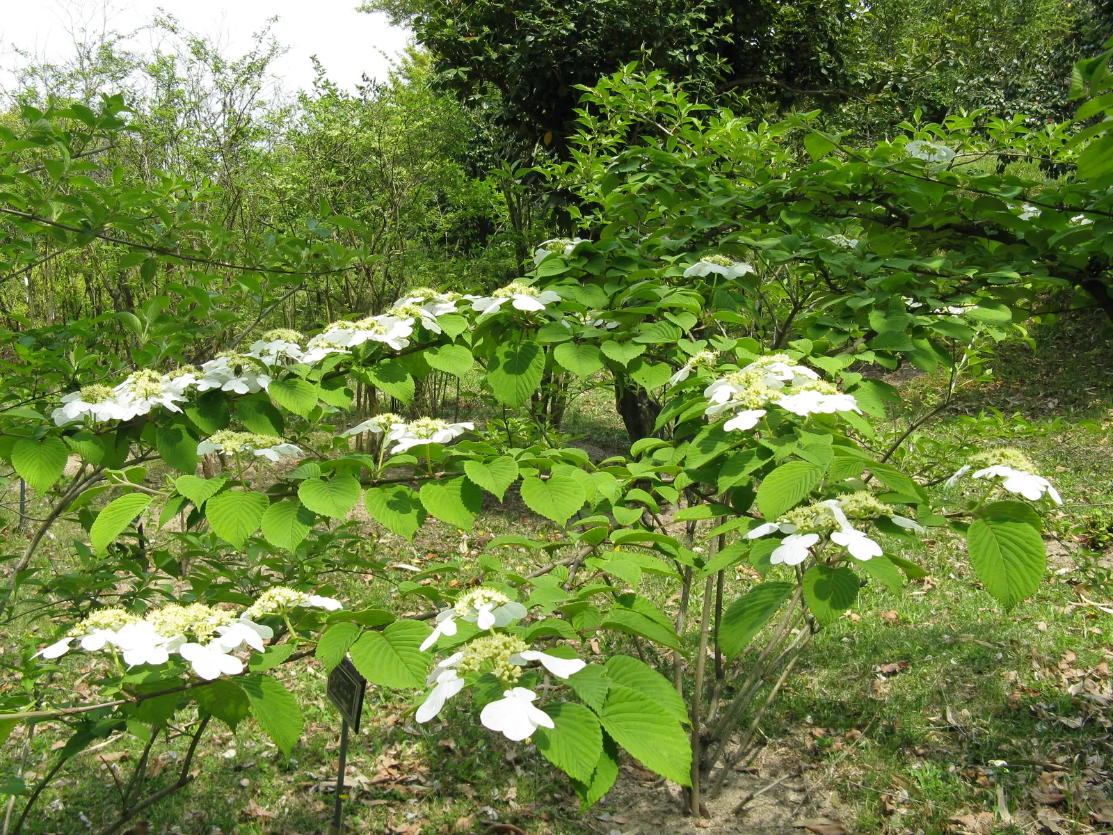 Doublefile Viburnum Tree Form) (Viburnum Plicatum Tomentosum) — shrub for full or half