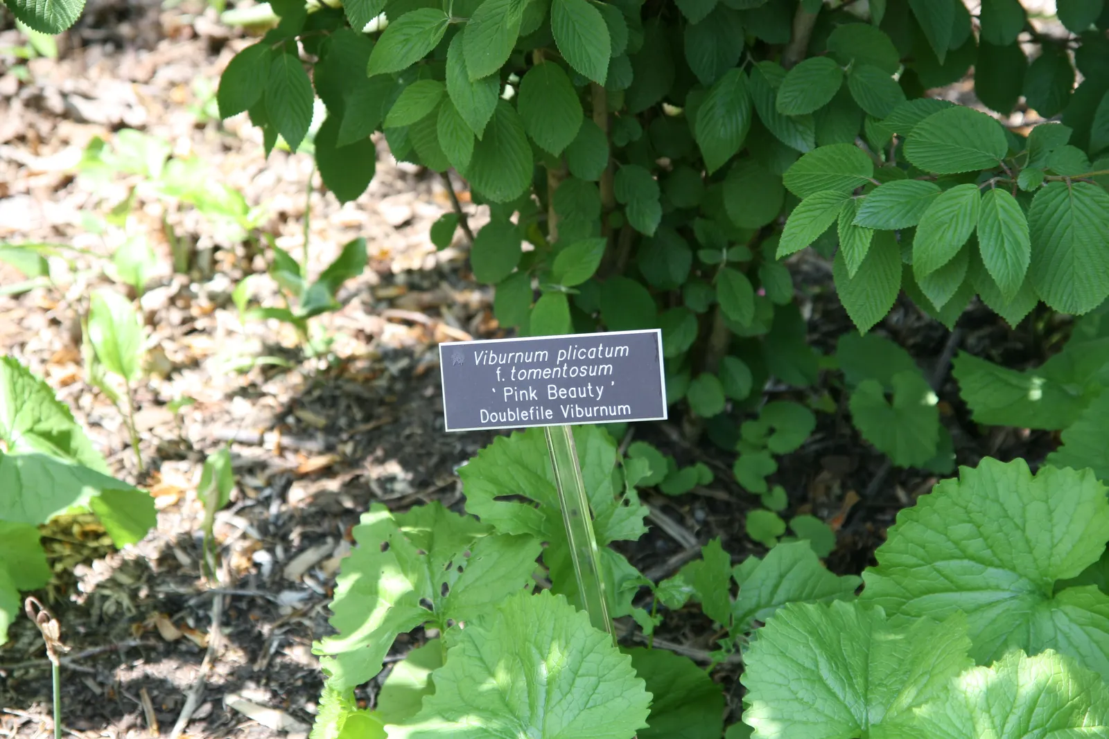 Doublefile Viburnum Tree Form) (Viburnum Plicatum Tomentosum) — Doublefile Viburnum (Viburnum plicatum tomentosum)