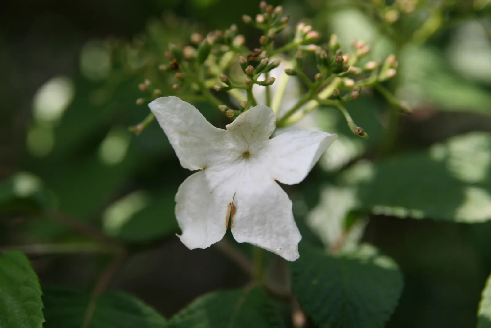 Doublefile Viburnum Tree Form) (Viburnum Plicatum Tomentosum) — The Doublefile Viburnum (Viburnum plicatum tomentosum)