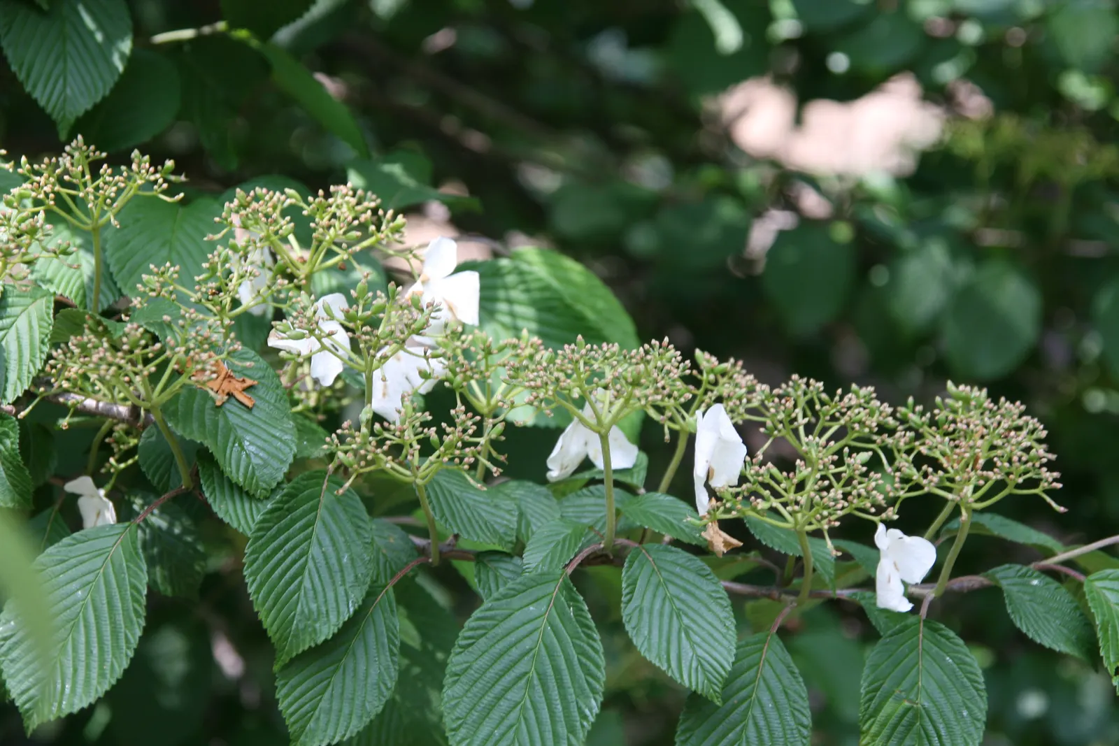 Doublefile Viburnum Tree Form) (Viburnum Plicatum Tomentosum) — Prefers full sun to partial shade, in well-drained soil