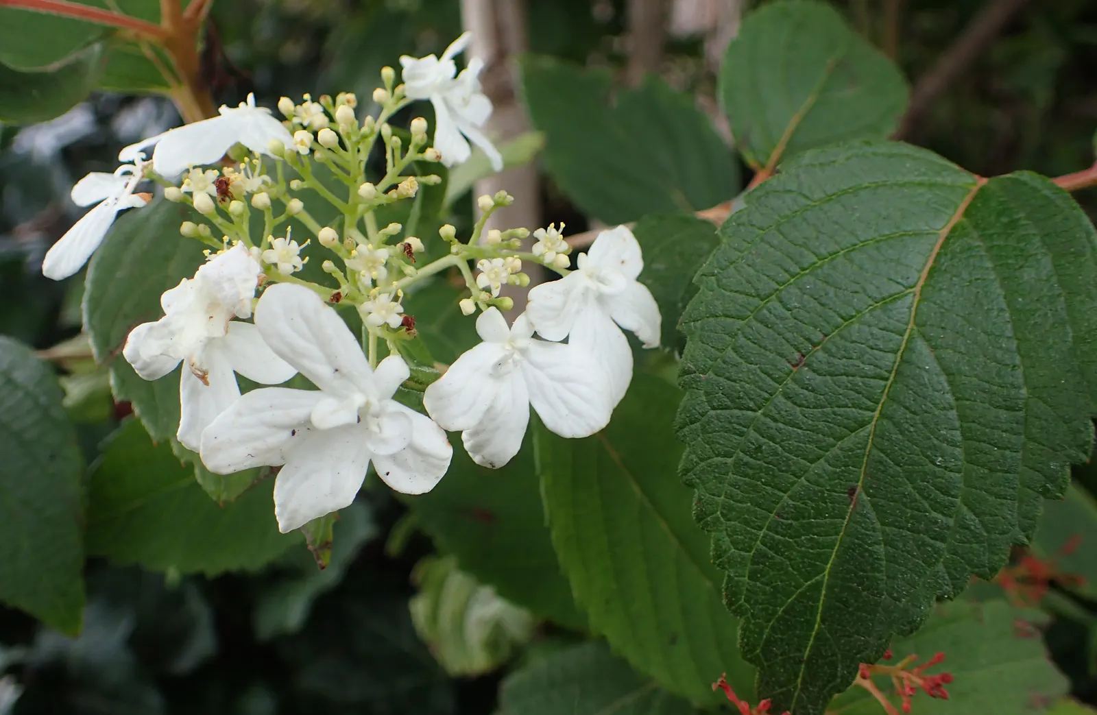 Doublefile Viburnum Tree Form) (Viburnum Plicatum Tomentosum) — lace-cap flowers that bloom in the spring