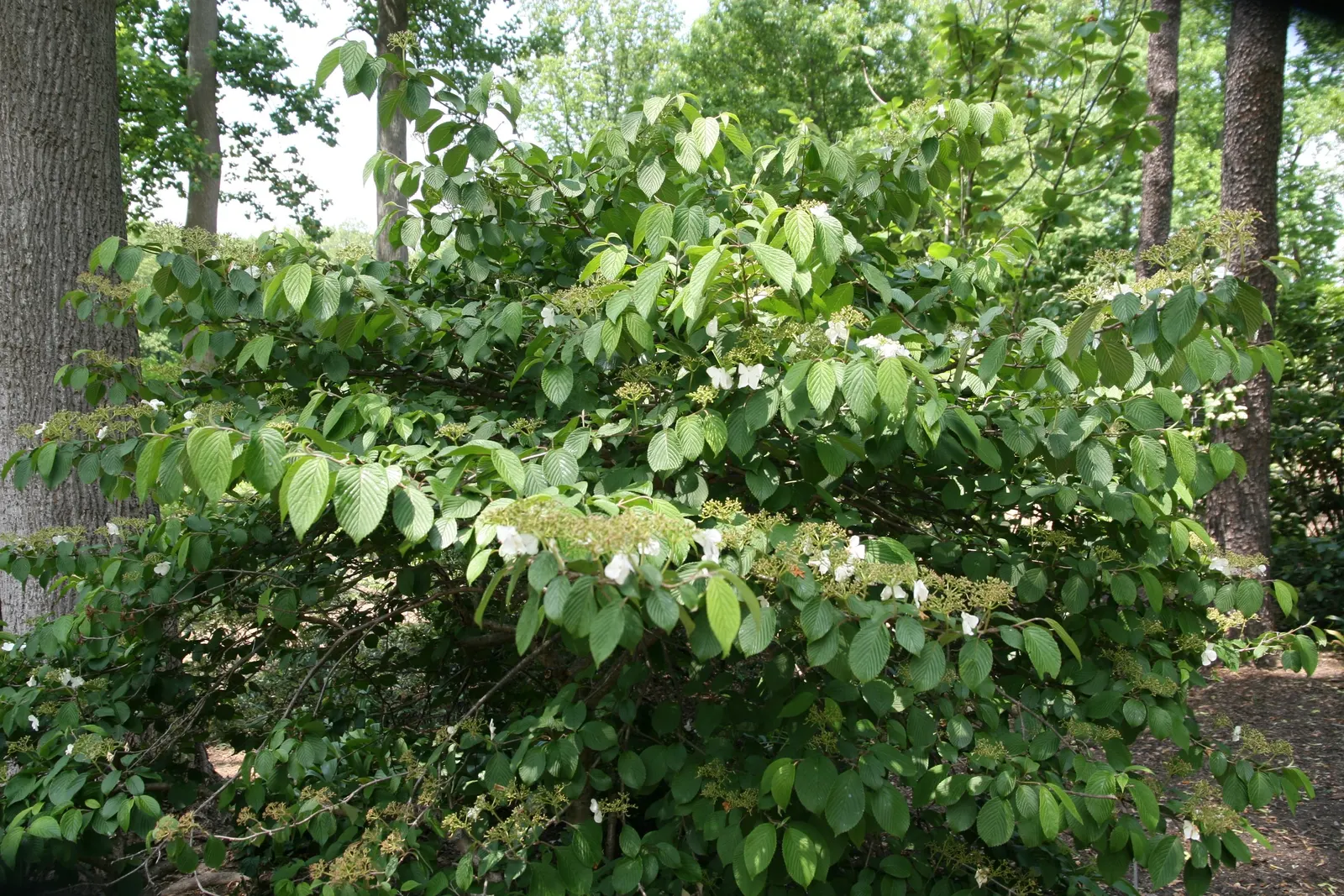 Doublefile Viburnum Tree Form) (Viburnum Plicatum Tomentosum) — This tree form reaches a height of 8-10 feet and a width of 9-12 feet