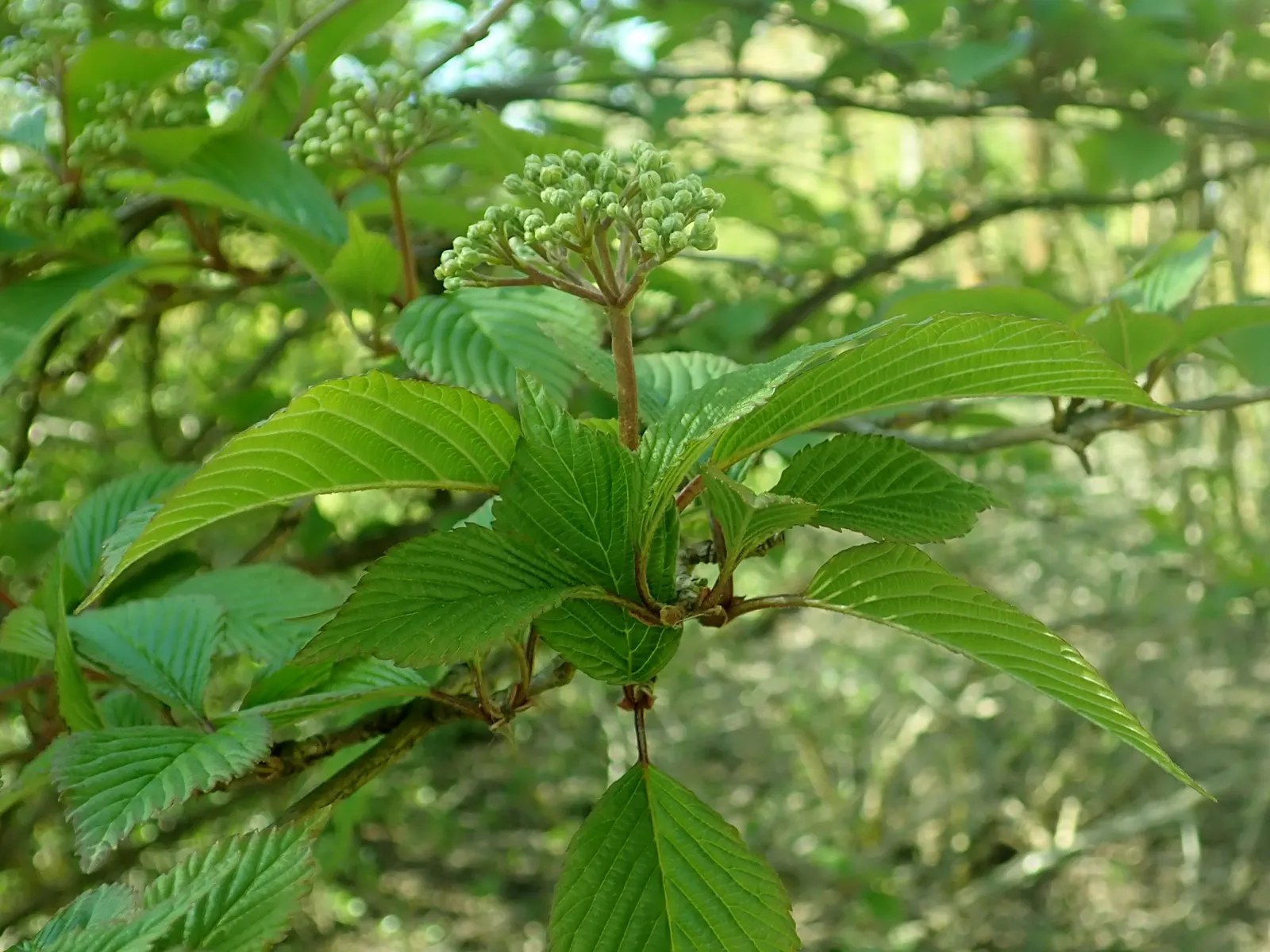 Doublefile Viburnum Tree Form) (Viburnum Plicatum Tomentosum) — spanning 4-6 feet in width