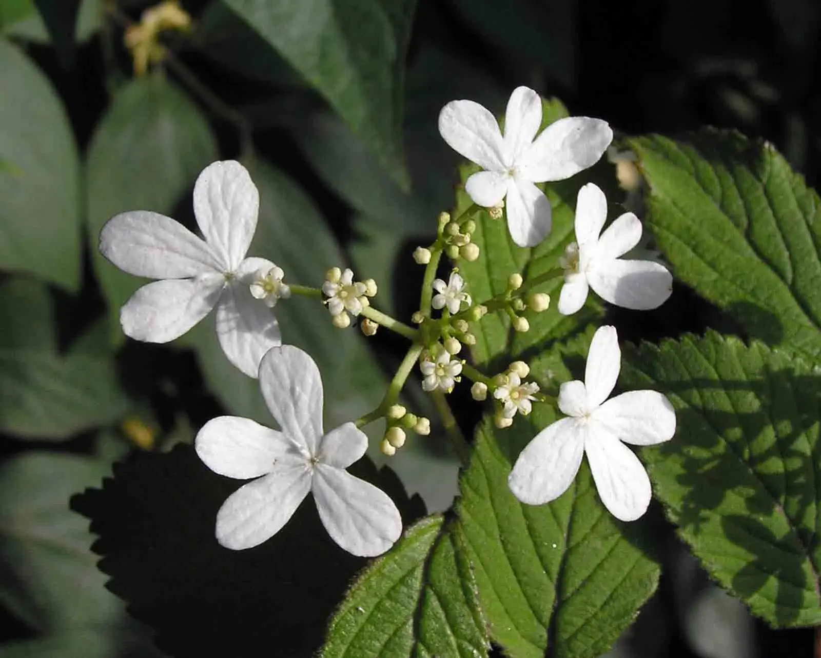 Doublefile Viburnum Tree Form) (Viburnum Plicatum Tomentosum) — specifically the tree-form