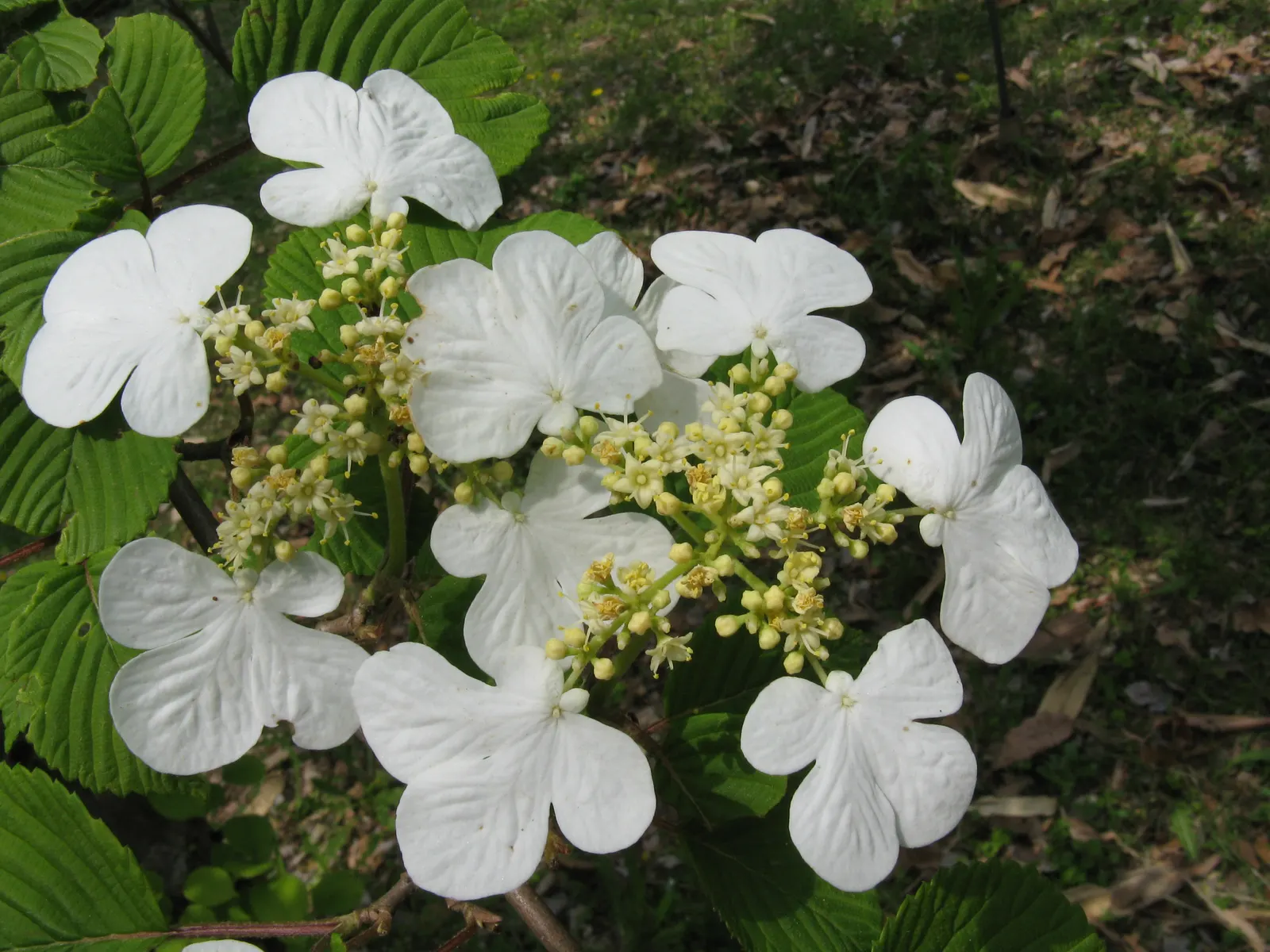Doublefile Viburnum Tree Form) (Viburnum Plicatum Tomentosum) — Doublefile Viburnum (Viburnum plicatum tomentosum); this tree form reaches a height of 8-10