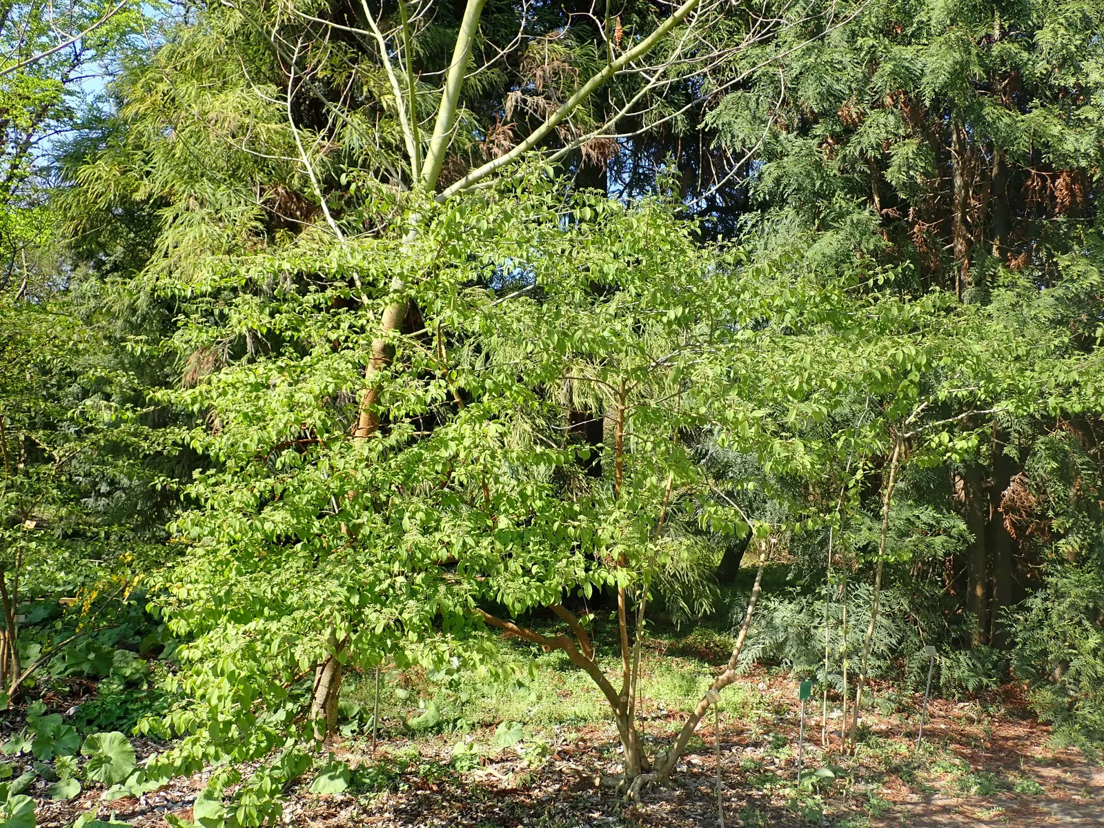 Doublefile Viburnum Tree Form) (Viburnum Plicatum Tomentosum) — adding seasonal interest.<br><br>Reaching an average mature height of 8-10 feet with a similar