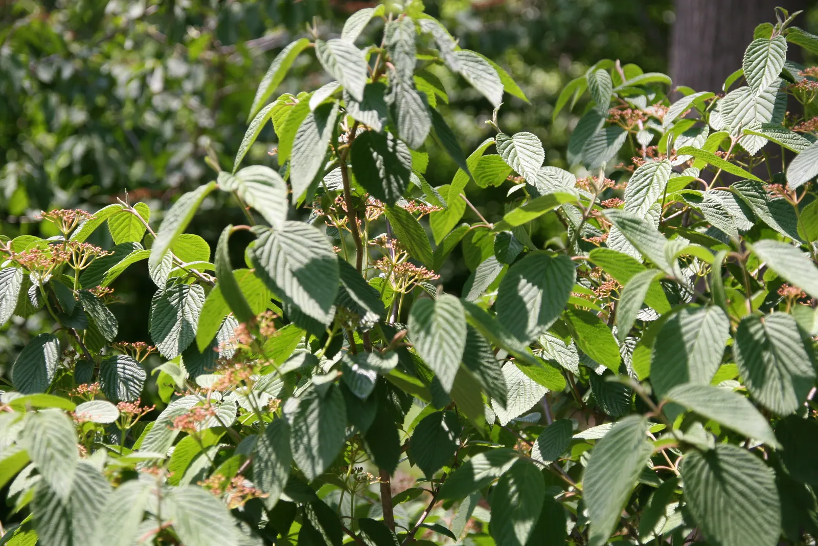 Doublefile Viburnum Tree Form) (Viburnum Plicatum Tomentosum) — Each bloom cluster is about 2-4 inches across