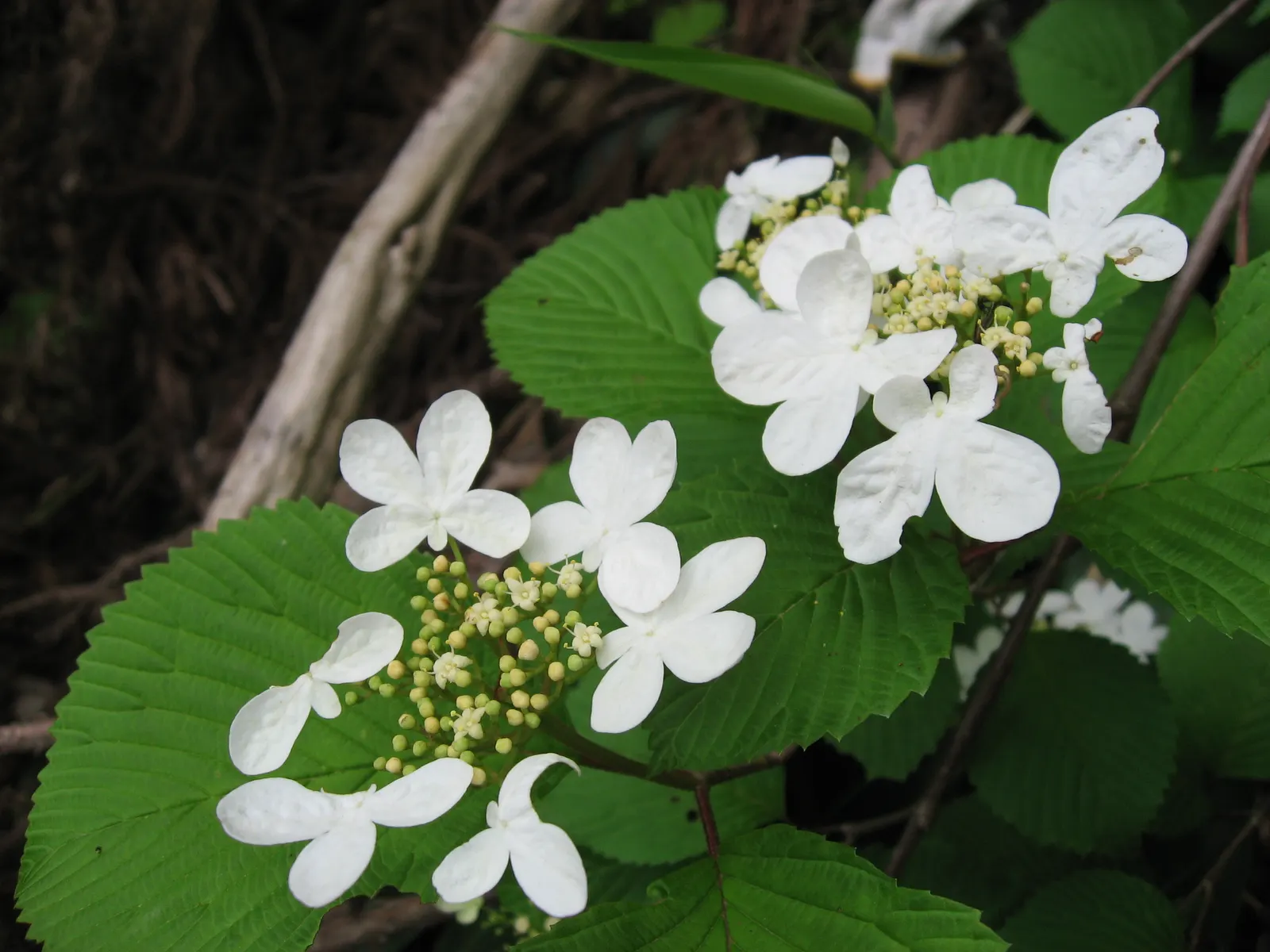 Doublefile Viburnum Tree Form) (Viburnum Plicatum Tomentosum) — shrub with white blooms