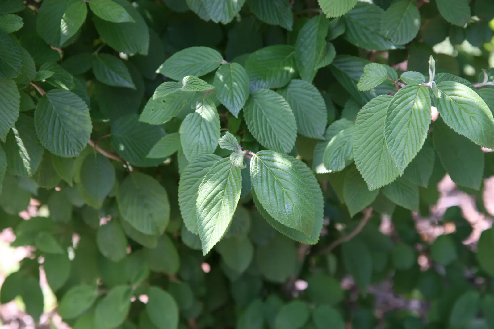 Doublefile Viburnum Tree Form) (Viburnum Plicatum Tomentosum) — The plant is hardy in USDA zones 5 through 8 and prefers a well-drained