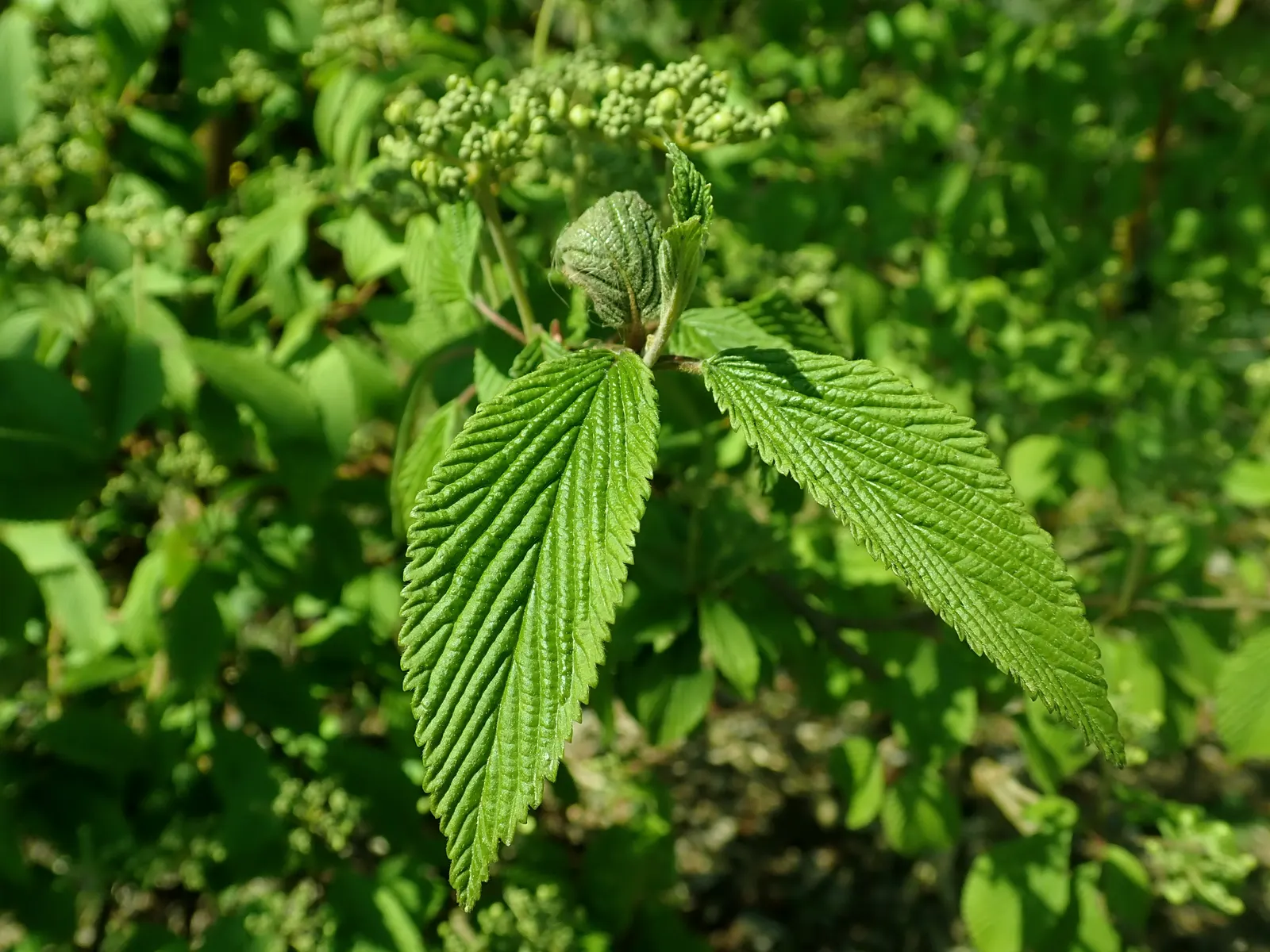 Doublefile Viburnum Tree Form) (Viburnum Plicatum Tomentosum) — Minimal pruning is required