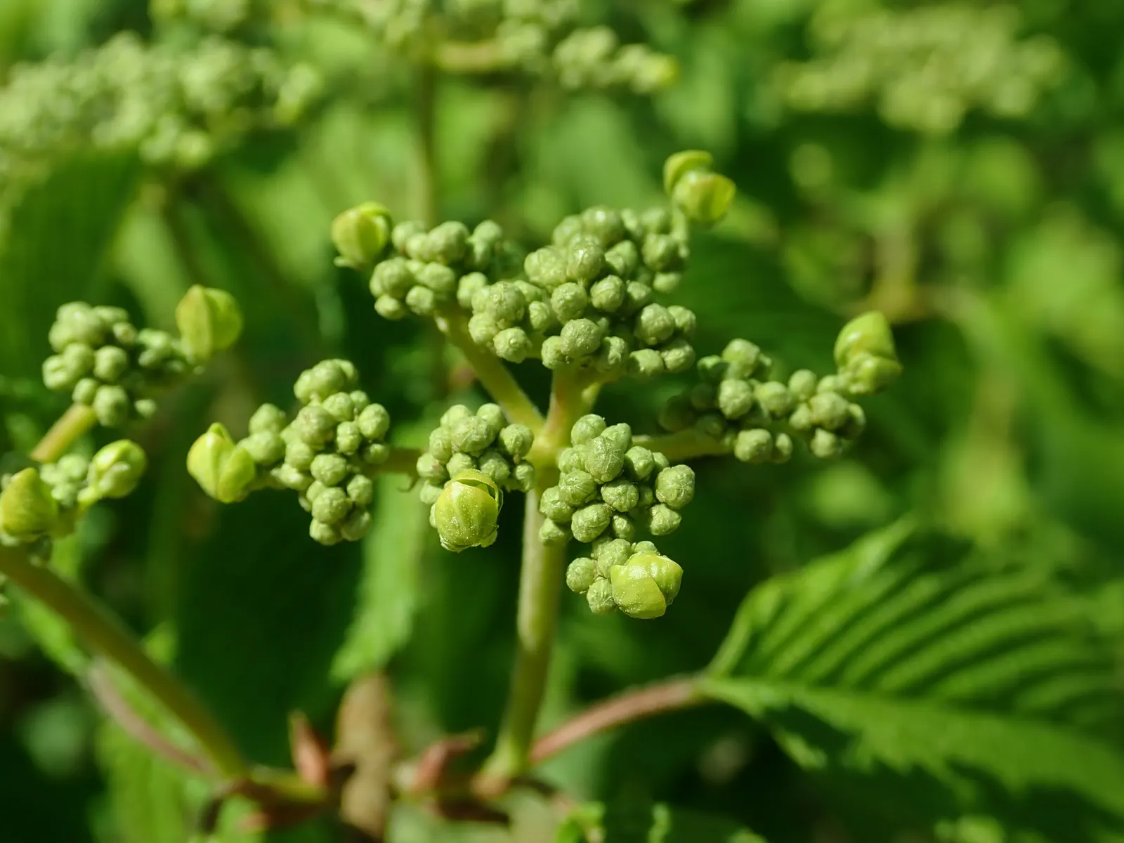 Doublefile Viburnum Tree Form) (Viburnum Plicatum Tomentosum) — white flowers in the garden