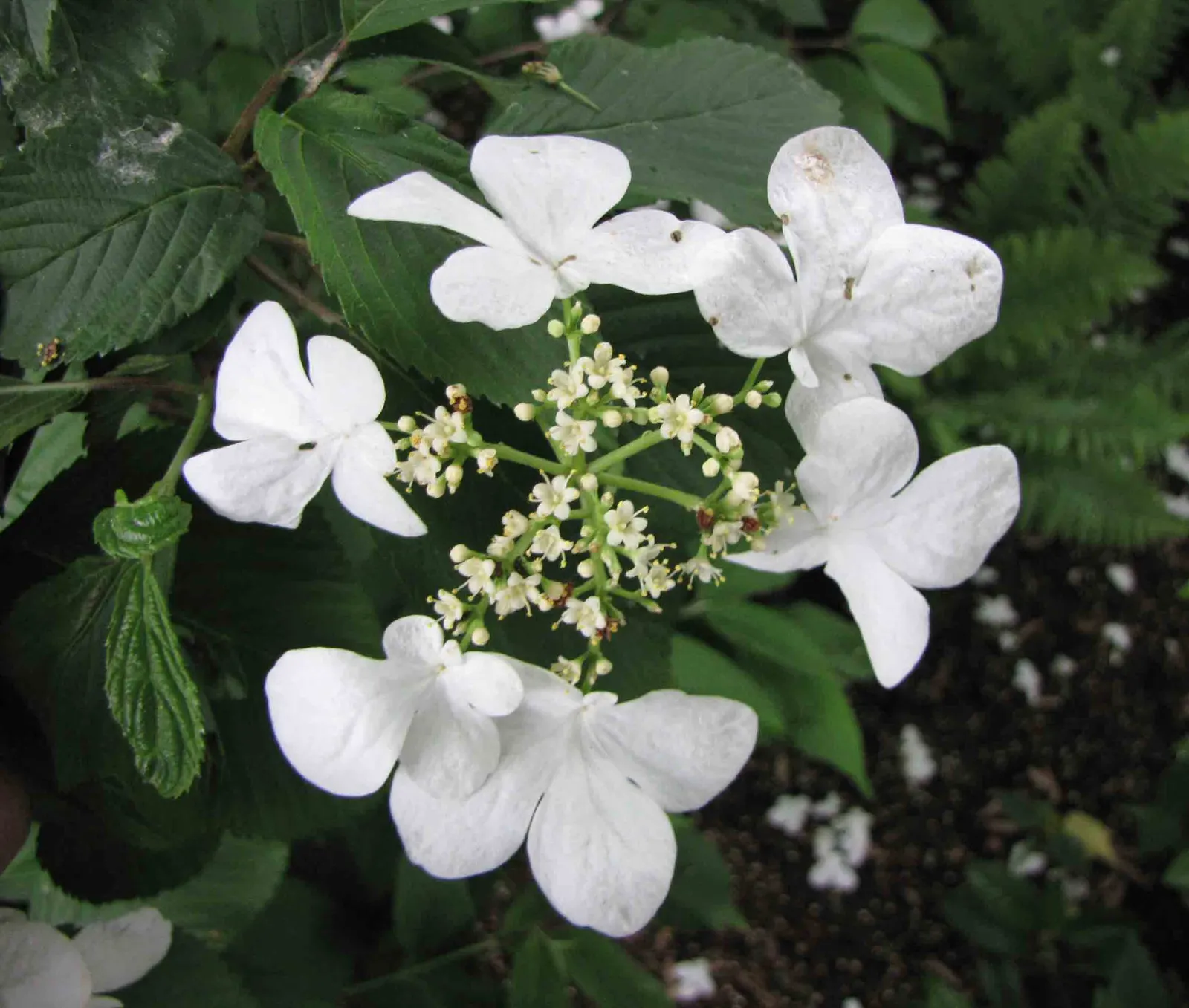 Doublefile Viburnum Tree Form) (Viburnum Plicatum Tomentosum) — Dark green leaves turn purplish-red in fall, and red to black fruit adds late-season interest