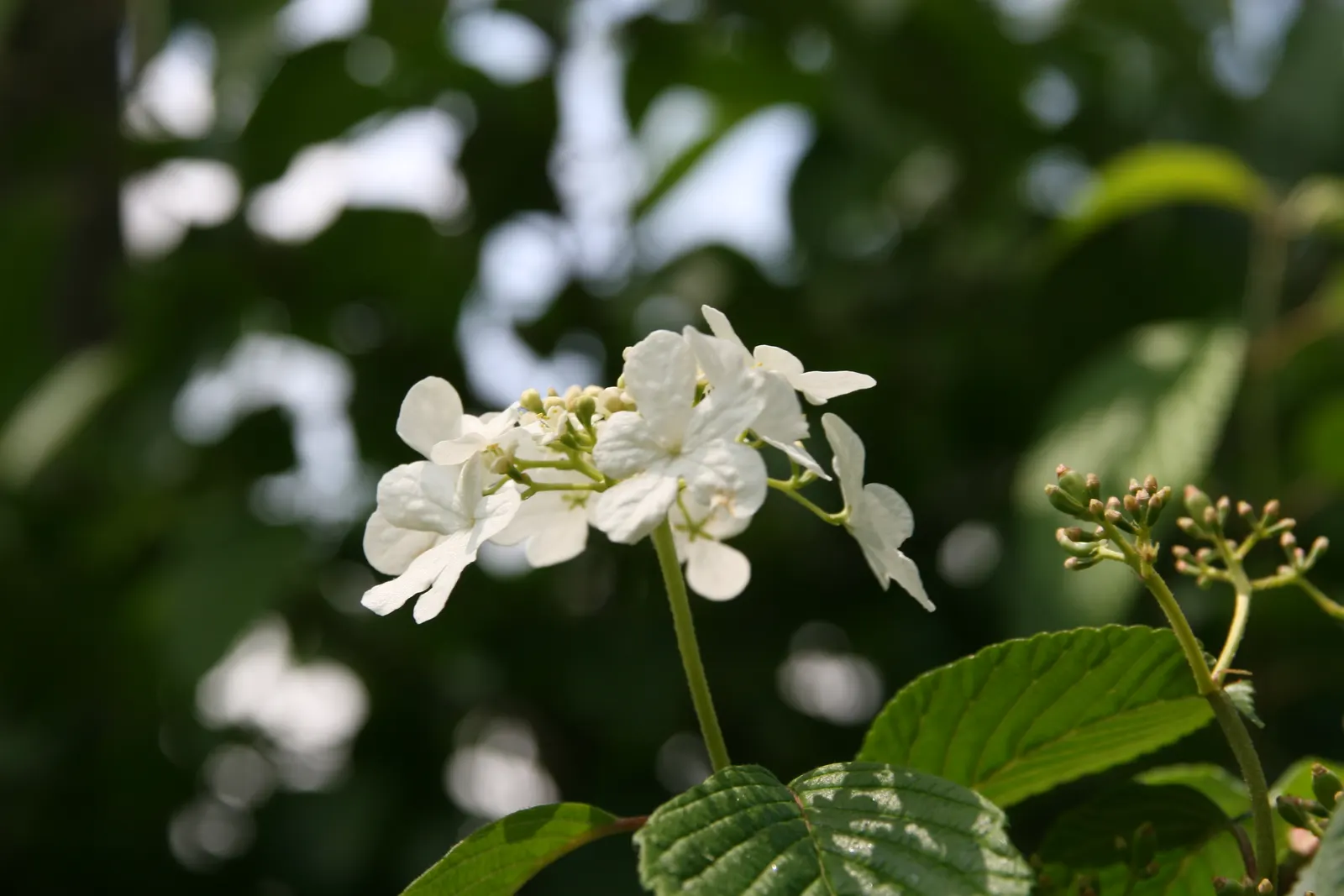 Doublefile Viburnum Tree Form) (Viburnum Plicatum Tomentosum) — is prized for its distinctive tiered branches adorned with white lacecap flowers in spring