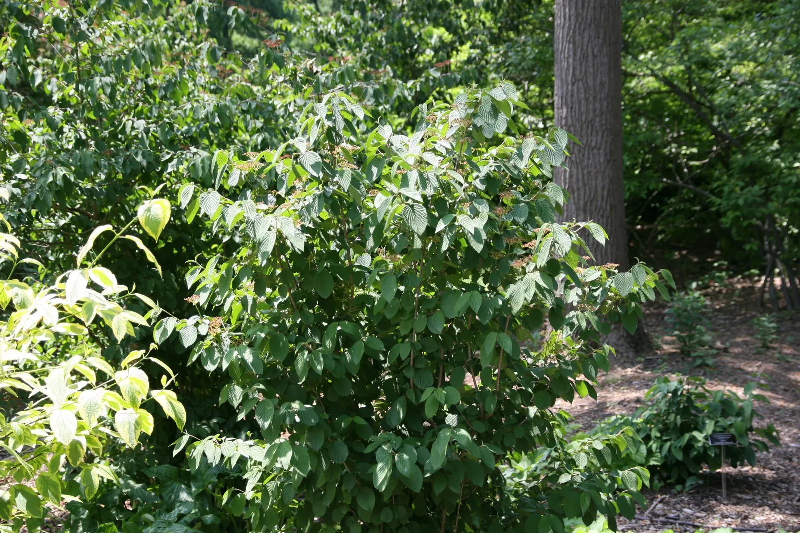 Doublefile Viburnum Tree Form) (Viburnum Plicatum Tomentosum) — offering a striking white display