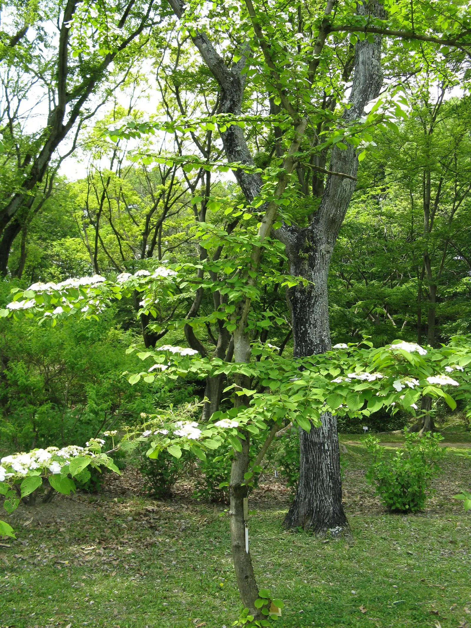 Doublefile Viburnum Tree Form) (Viburnum Plicatum Tomentosum) — is prized for its distinctive tiered branches adorned with white lacecap flowers in, image 23