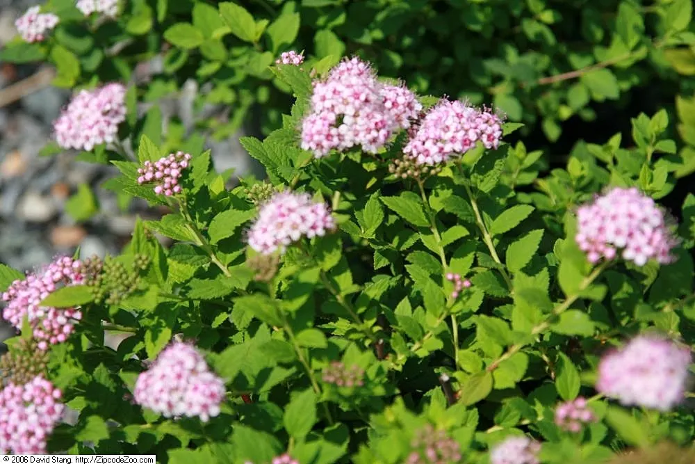 Dwarf Spiraea (Spiraea Japonica 'Bullota') — nestled among toothed green leaves that transition to attractive warm hues in fall
