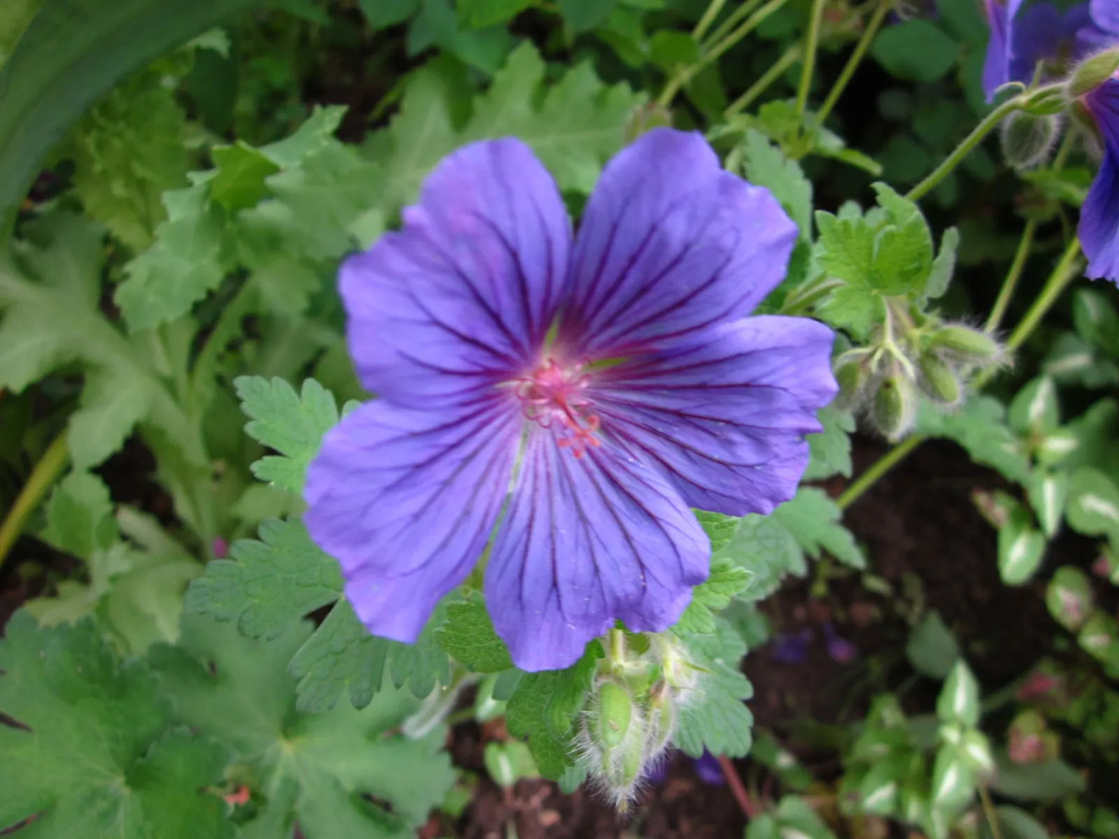 Showy Cranesbill (Geranium X 'Magnificum') — Ideal for borders or cottage gardens