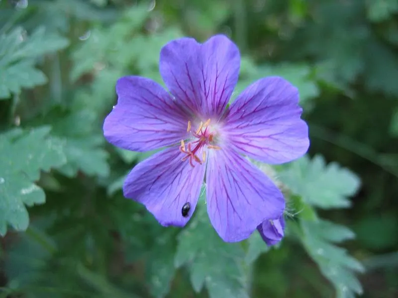 Showy Cranesbill (Geranium X 'Magnificum') — creating a profusion of color in late spring to early summer