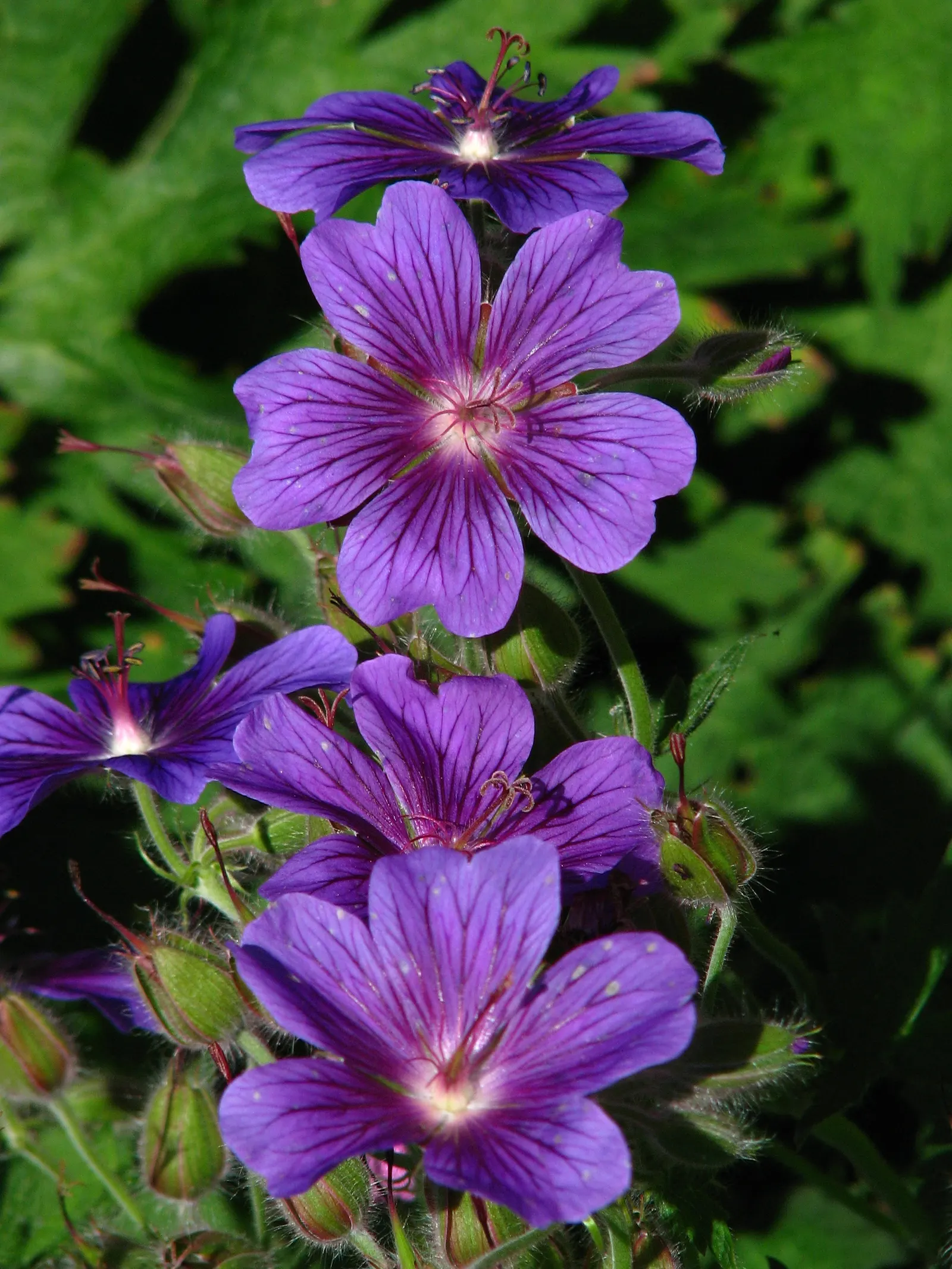 Showy Cranesbill (Geranium X 'Magnificum') — is a vibrant perennial with eye-catching violet-blue flowers spanning up to 2 inches wide; this hardy plant