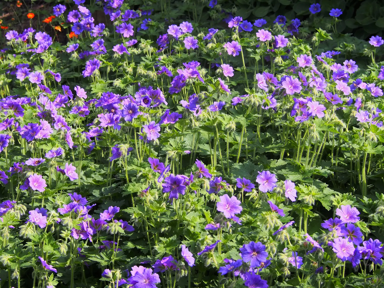 Showy Cranesbill (Geranium X 'Magnificum') — With its resilient nature and elegant beauty