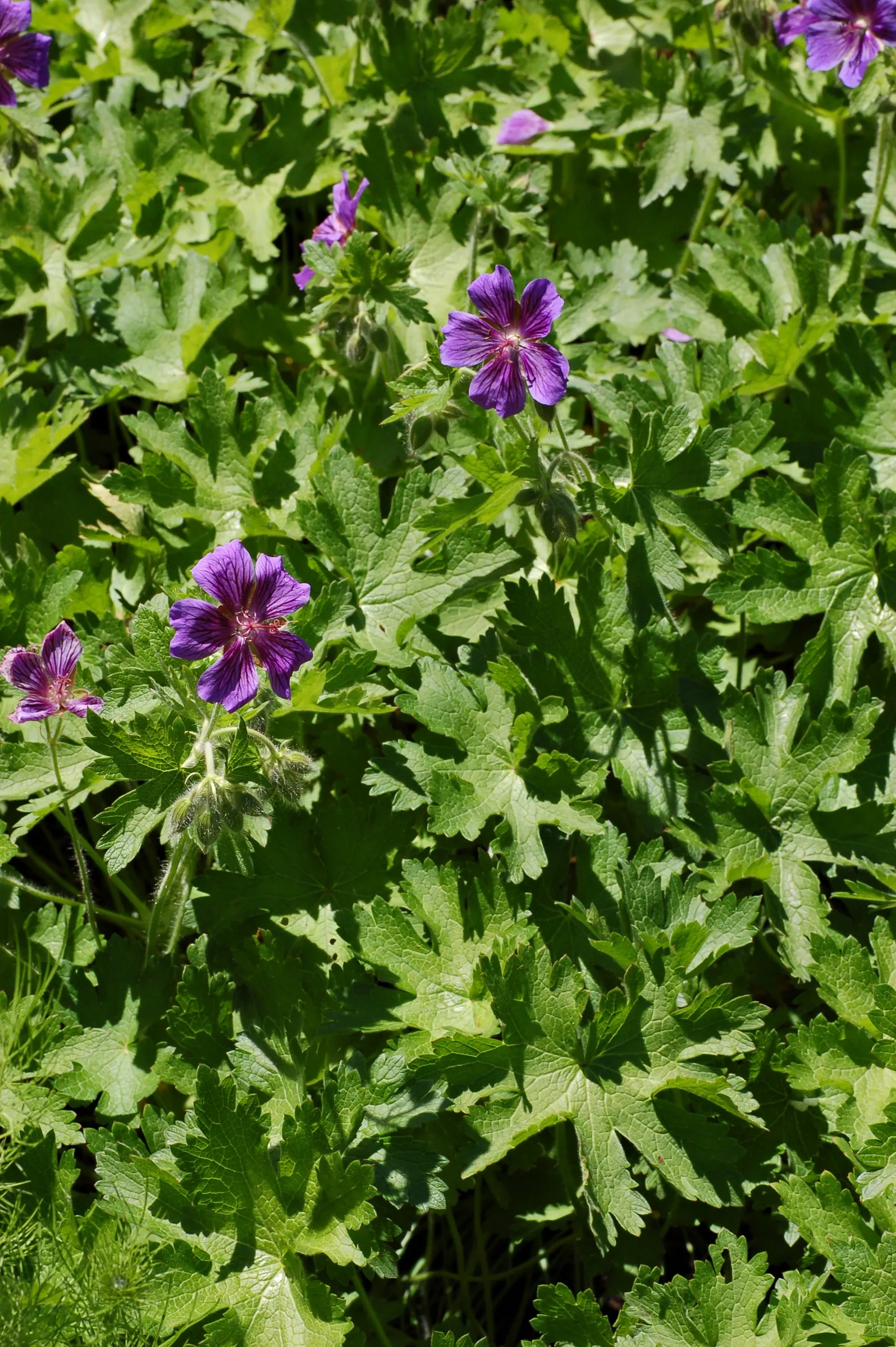 Showy Cranesbill (Geranium X 'Magnificum') — The blooms generously cover the plant
