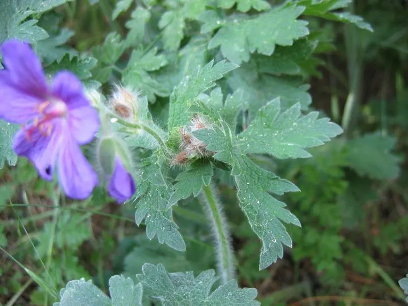 Showy Cranesbill (Geranium X 'Magnificum') — Deadheading the spent flowers may encourage a second bloom and can help maintain a tidy appearance; the Showy