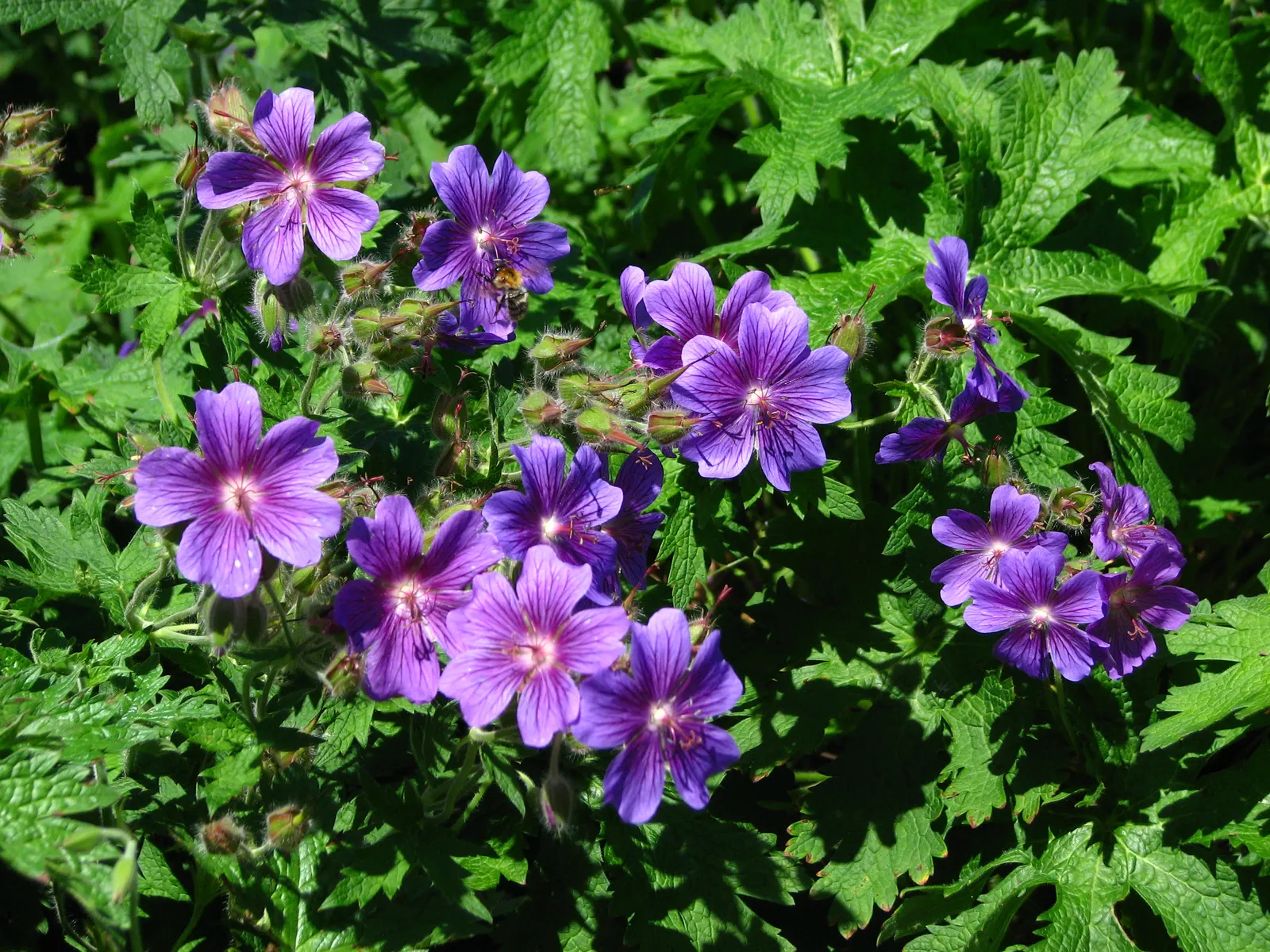 Showy Cranesbill (Geranium X 'Magnificum') — or as an underplanting for taller; typically around May to June.<br><br>Adaptable to a wide range of soil types