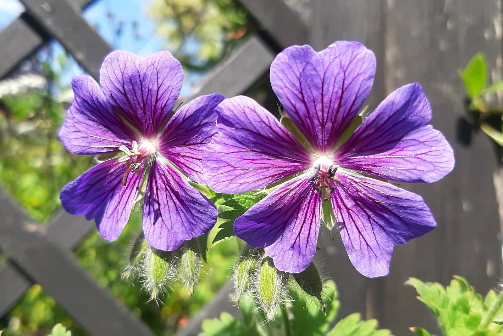 Showy Cranesbill (Geranium X 'Magnificum') — typically around May to June.<br><br>Adaptable to a wide range of soil types; making it an ideal selection for