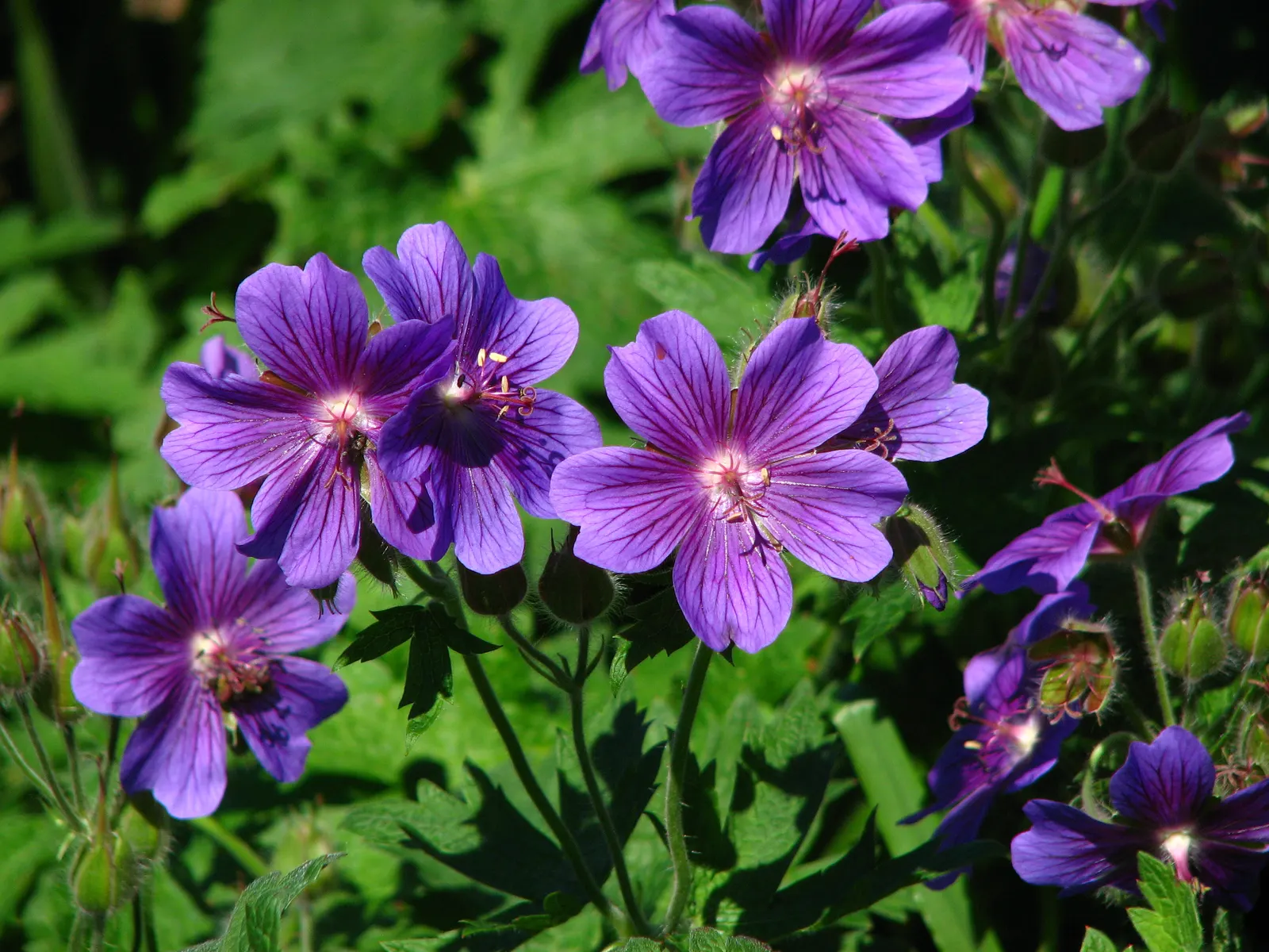 Showy Cranesbill (Geranium X 'Magnificum') — offering sprawling ground cover, image 32