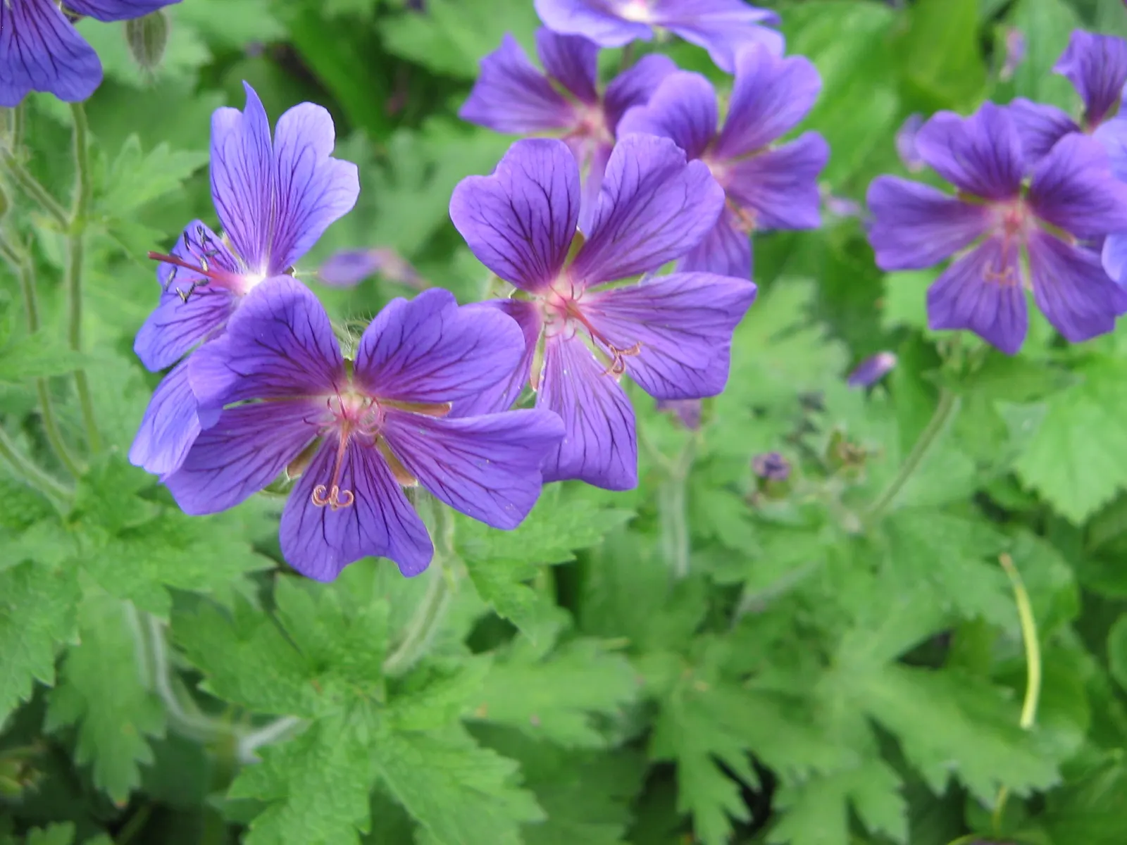 Showy Cranesbill (Geranium X 'Magnificum') — it is resistant to deer and rabbit browsing