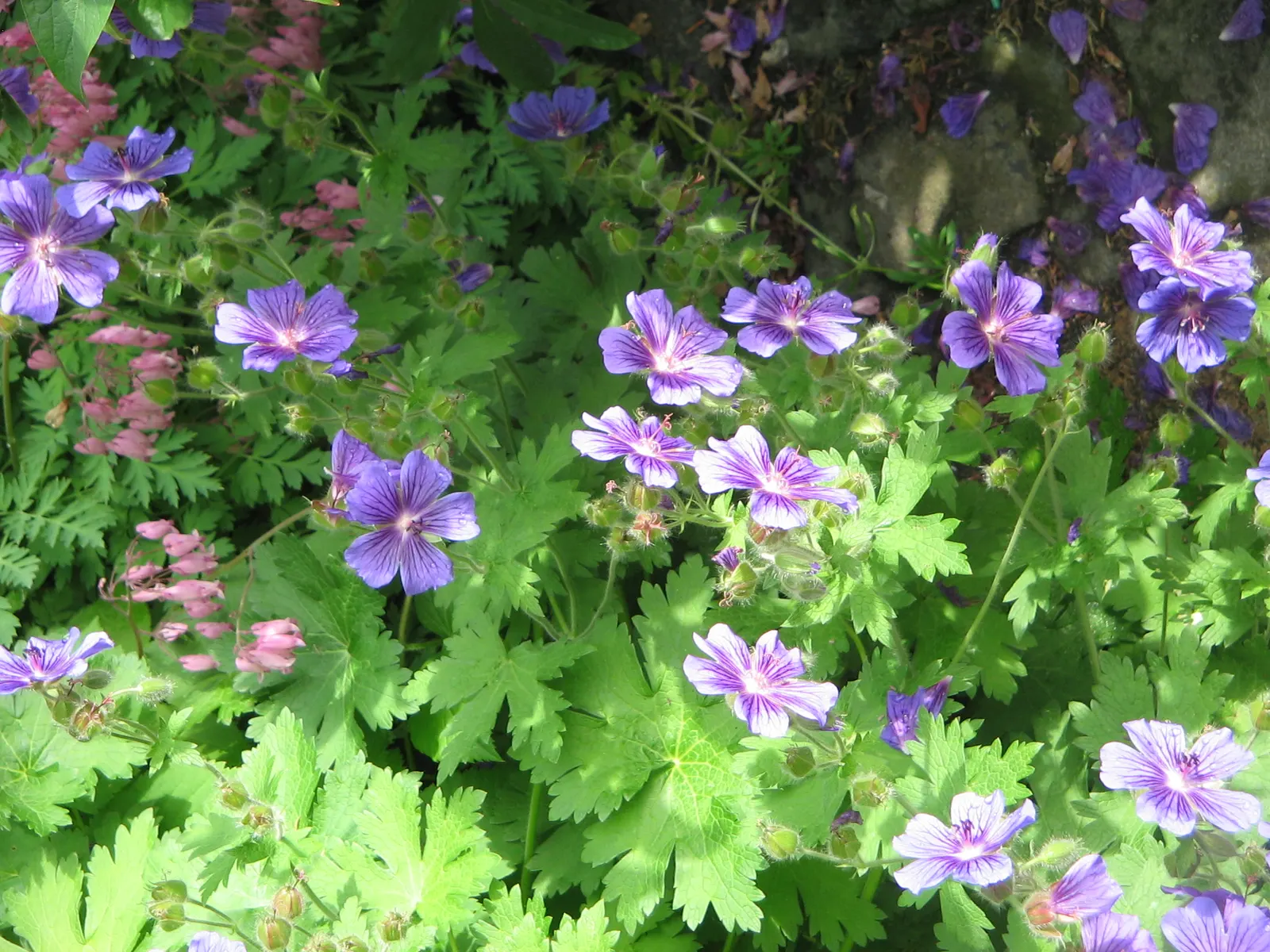 Showy Cranesbill (Geranium X 'Magnificum') — This makes it an excellent choice for border fronts