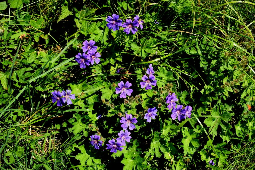 Showy Cranesbill (Geranium X 'Magnificum') — typically around May to June.<br><br>Adaptable to a wide range of soil types