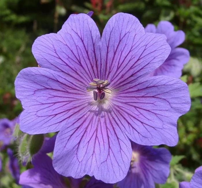 Showy Cranesbill (Geranium X 'Magnificum') — or as an underplanting for taller