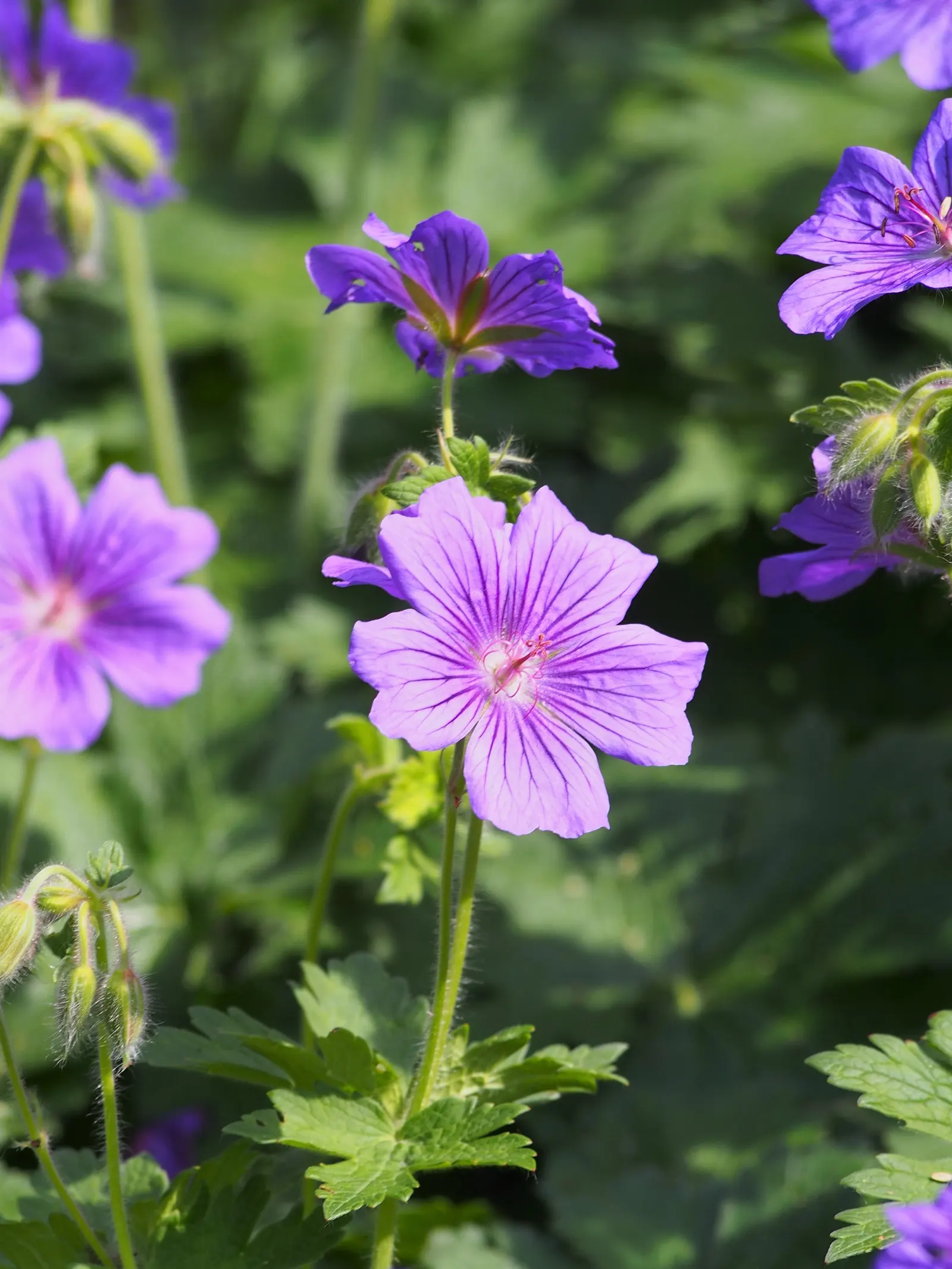Showy Cranesbill (Geranium X 'Magnificum') — blue and violet flowers in the garden