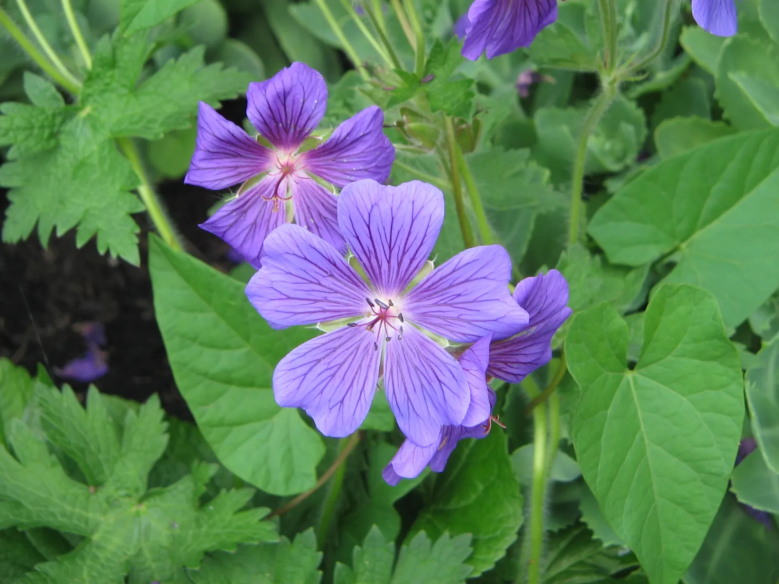 Showy Cranesbill (Geranium X 'Magnificum') — Thriving in USDA zones 4-8