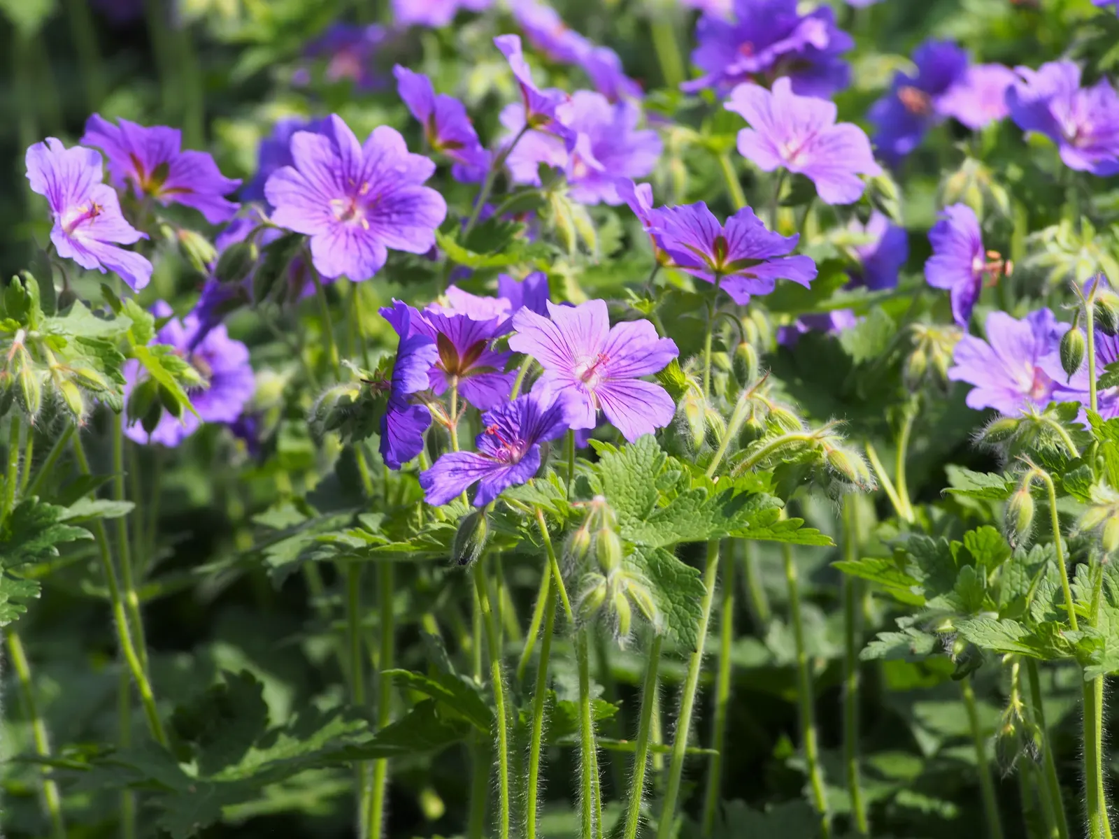 Showy Cranesbill (Geranium X 'Magnificum') — deeply lobed leaves turn attractive shades of red in the fall