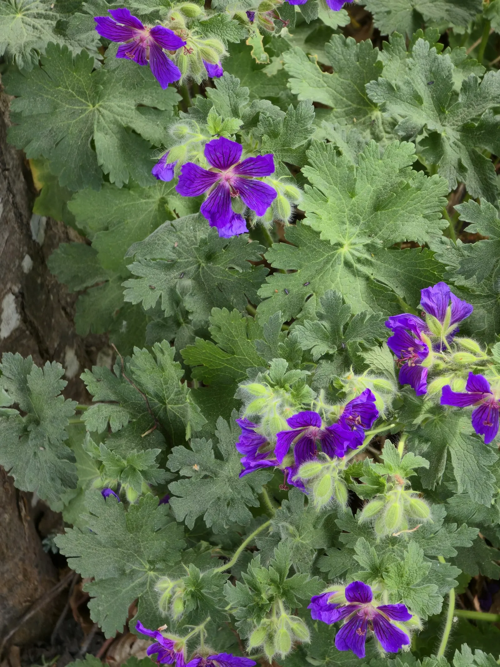 Showy Cranesbill (Geranium X 'Magnificum') — each adorned with delicate veins and a white center; it is resistant to deer and rabbit browsing