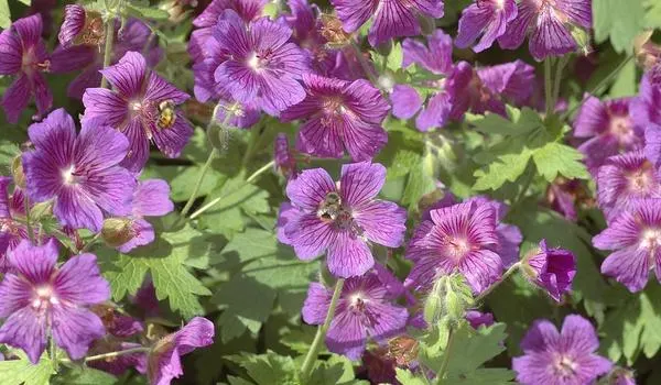 Showy Cranesbill (Geranium X 'Magnificum') — perennial for full or half