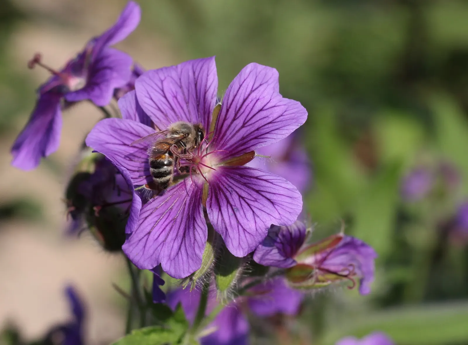 Showy Cranesbill (Geranium X 'Magnificum') — this hardy plant reaches a height of 18-24 inches with a similar spread; blue and violet flowers in the garden