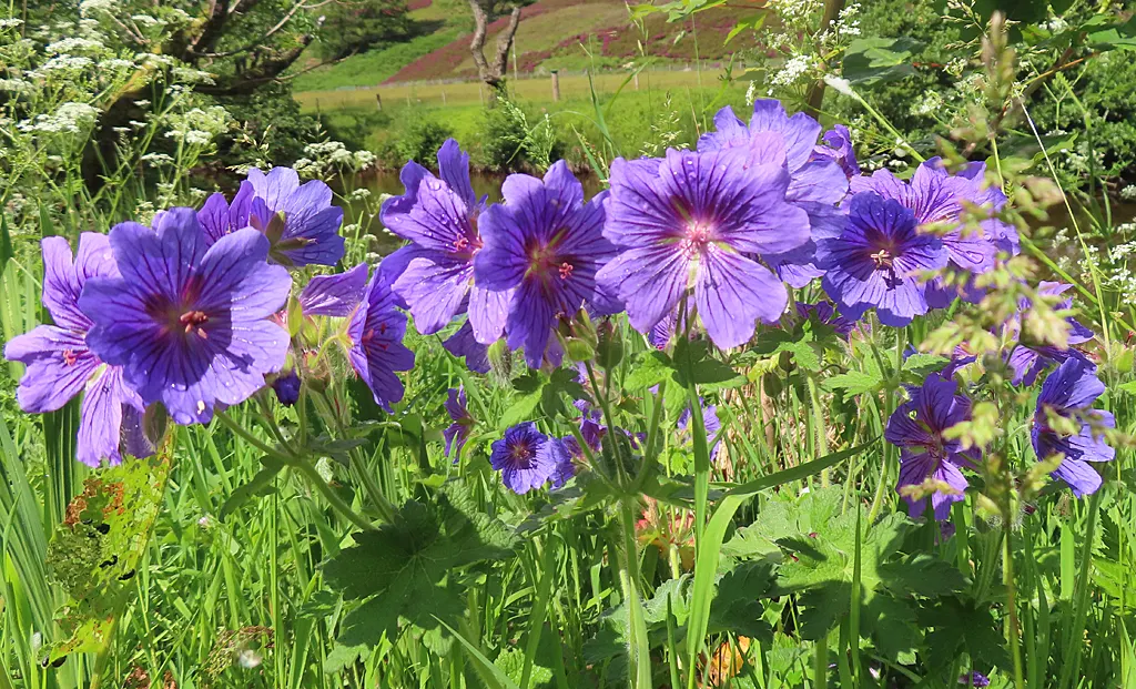 Showy Cranesbill (Geranium X 'Magnificum') — Deadheading the spent flowers may encourage a second bloom and can help maintain a tidy appearance