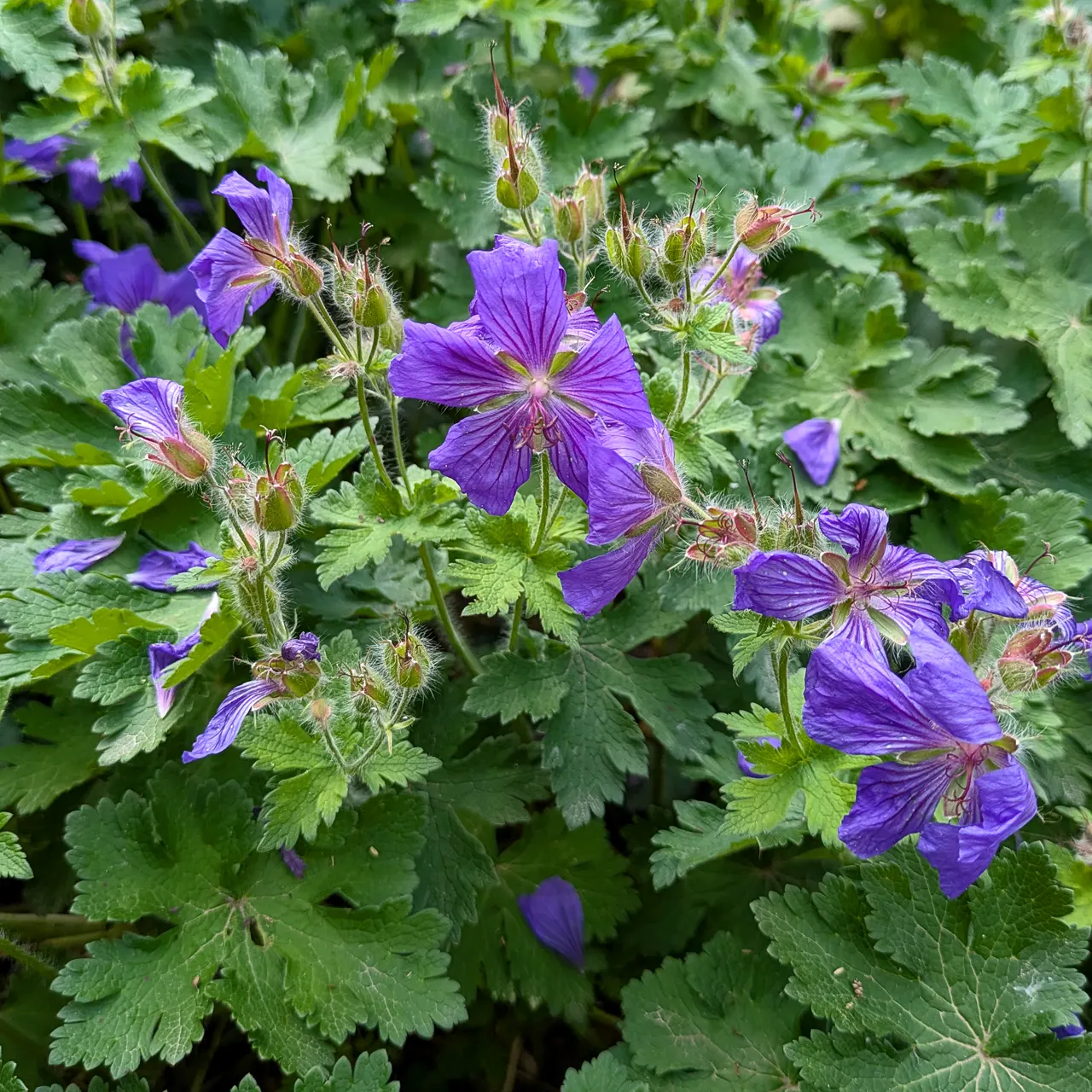 Showy Cranesbill (Geranium X 'Magnificum') — making it an ideal selection for gardens in areas prone to wildlife; is a captivating perennial that brings a